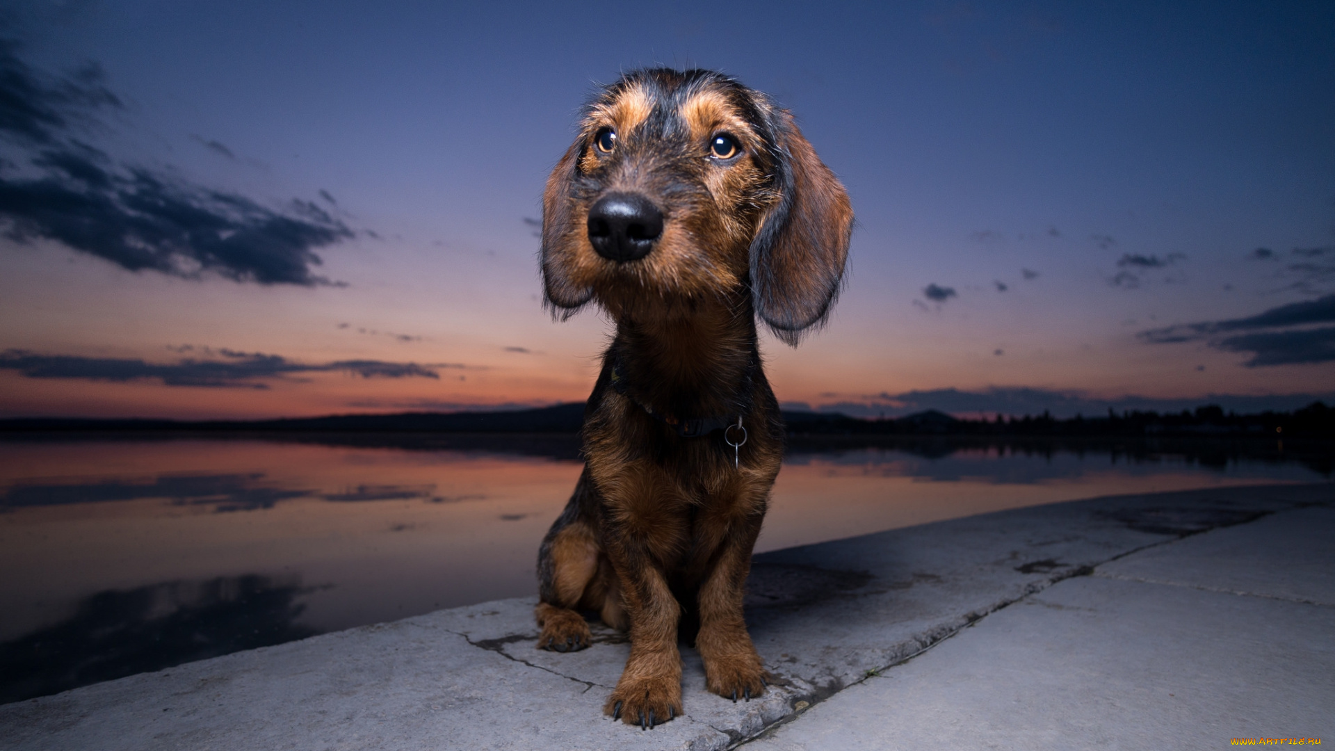 животные, собаки, пес