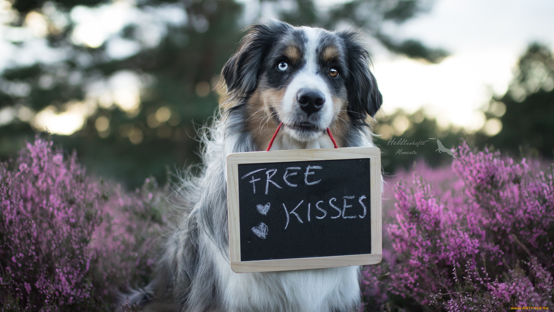 животные, собаки, порода, окрас, шерсть, собака, животное