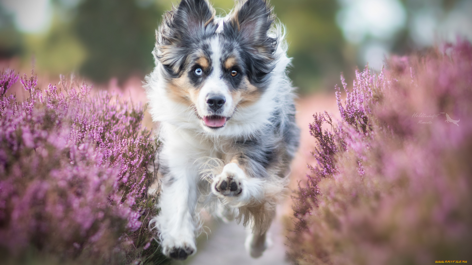 животные, собаки, порода, шерсть, животное, окрас, собака