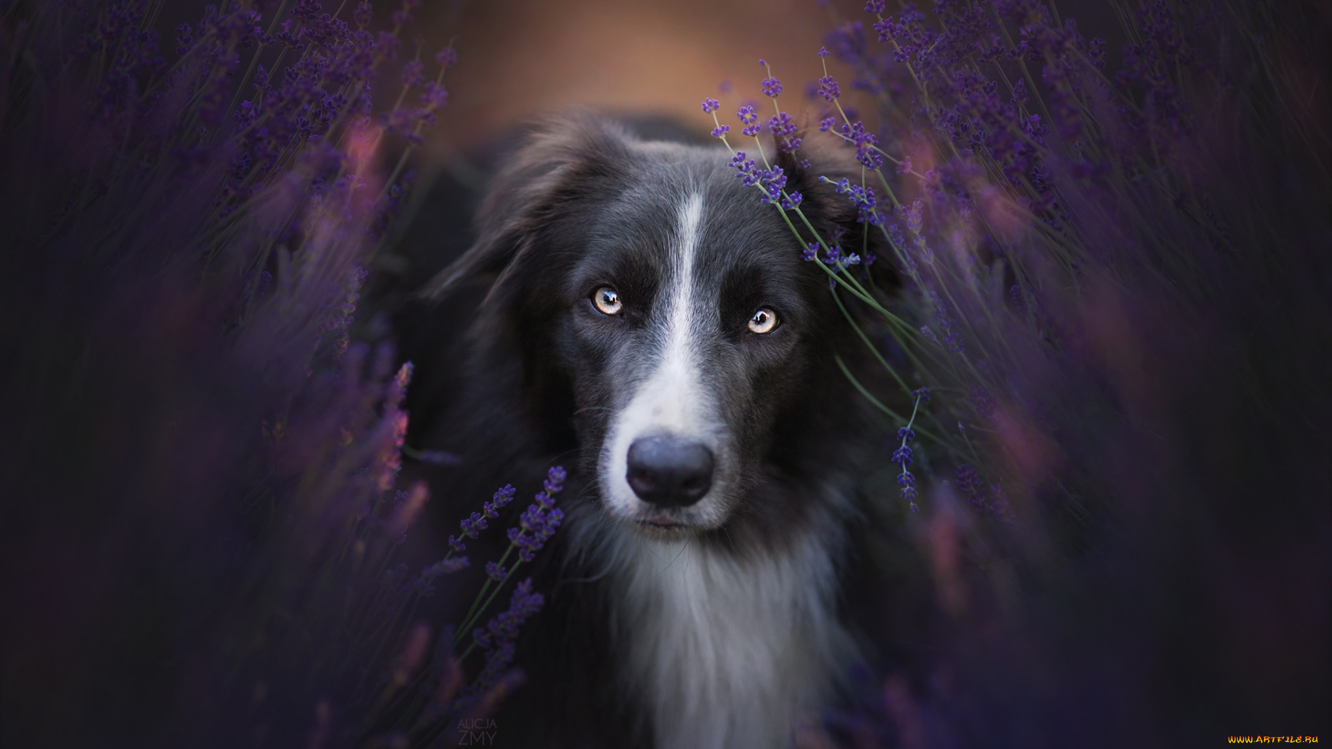 животные, собаки, шерсть, животное, окрас, порода, собака