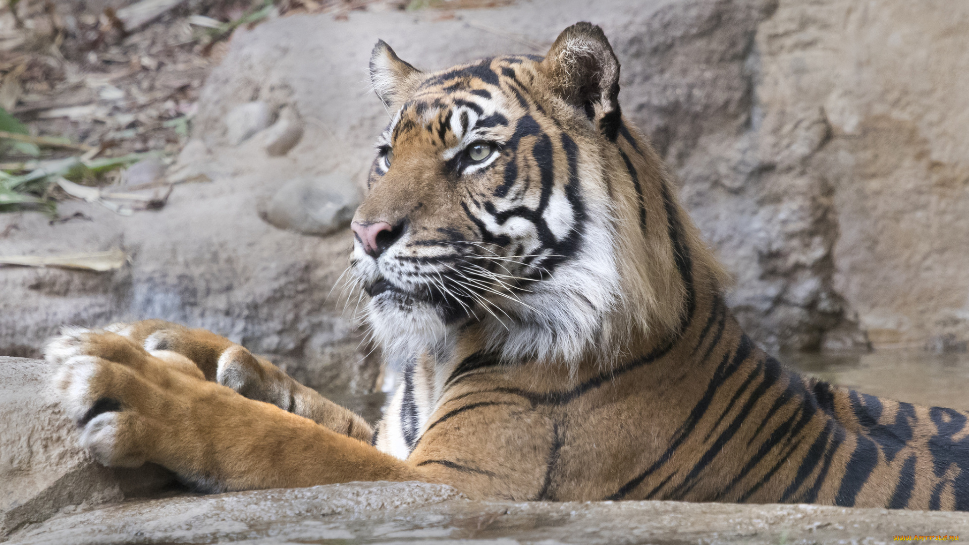 животные, тигры, кошка, отдых, амурский, тигр