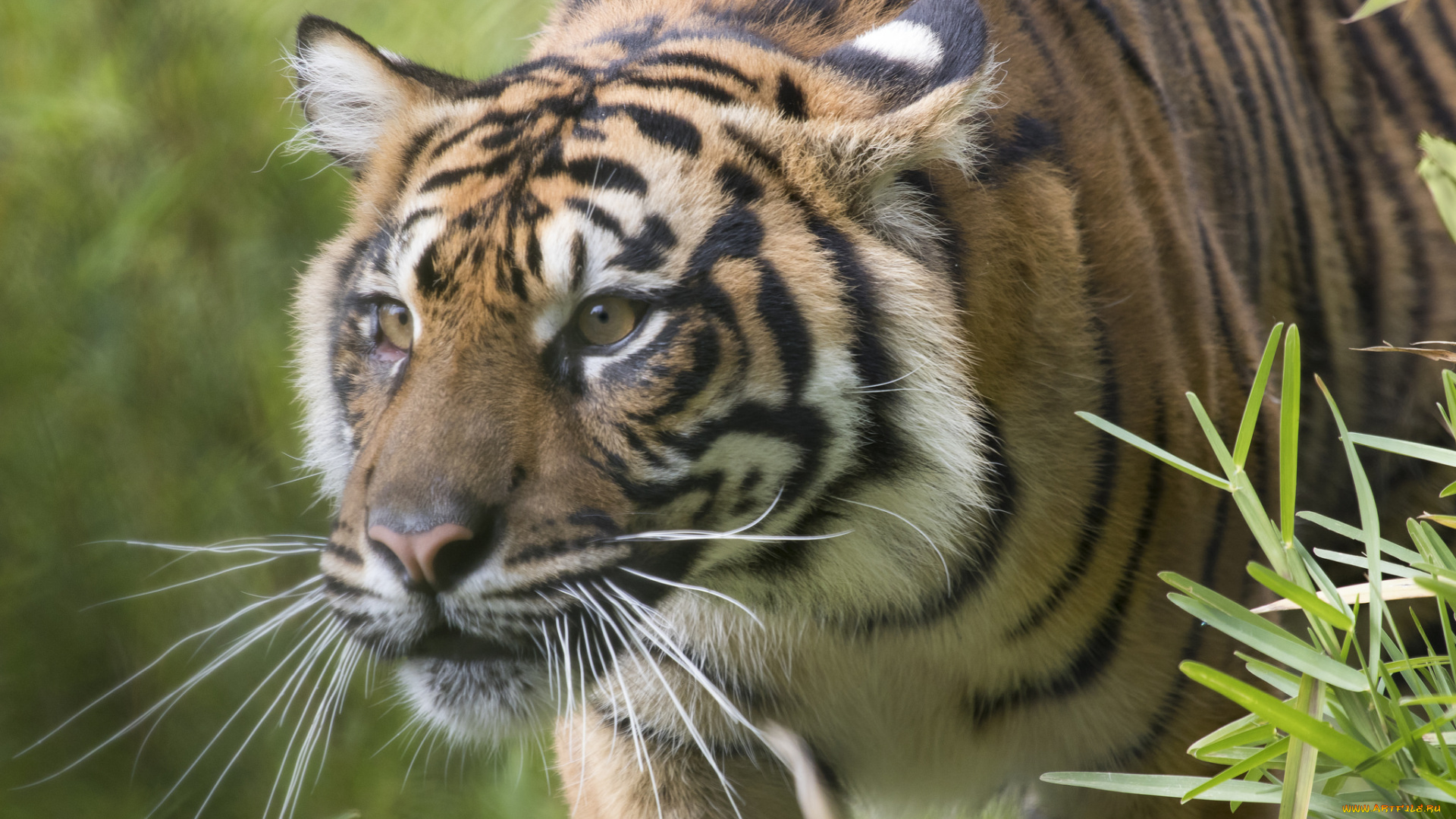 животные, тигры, котёнок, тигрёнок, взгляд, кошка, тигр, амурский, мох, камень