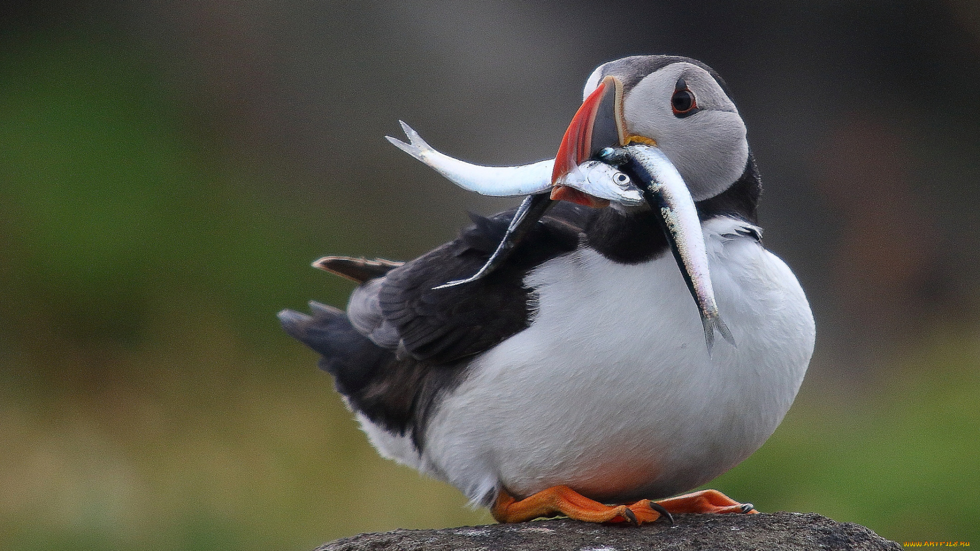 животные, тупики, окрас, птица, тупик