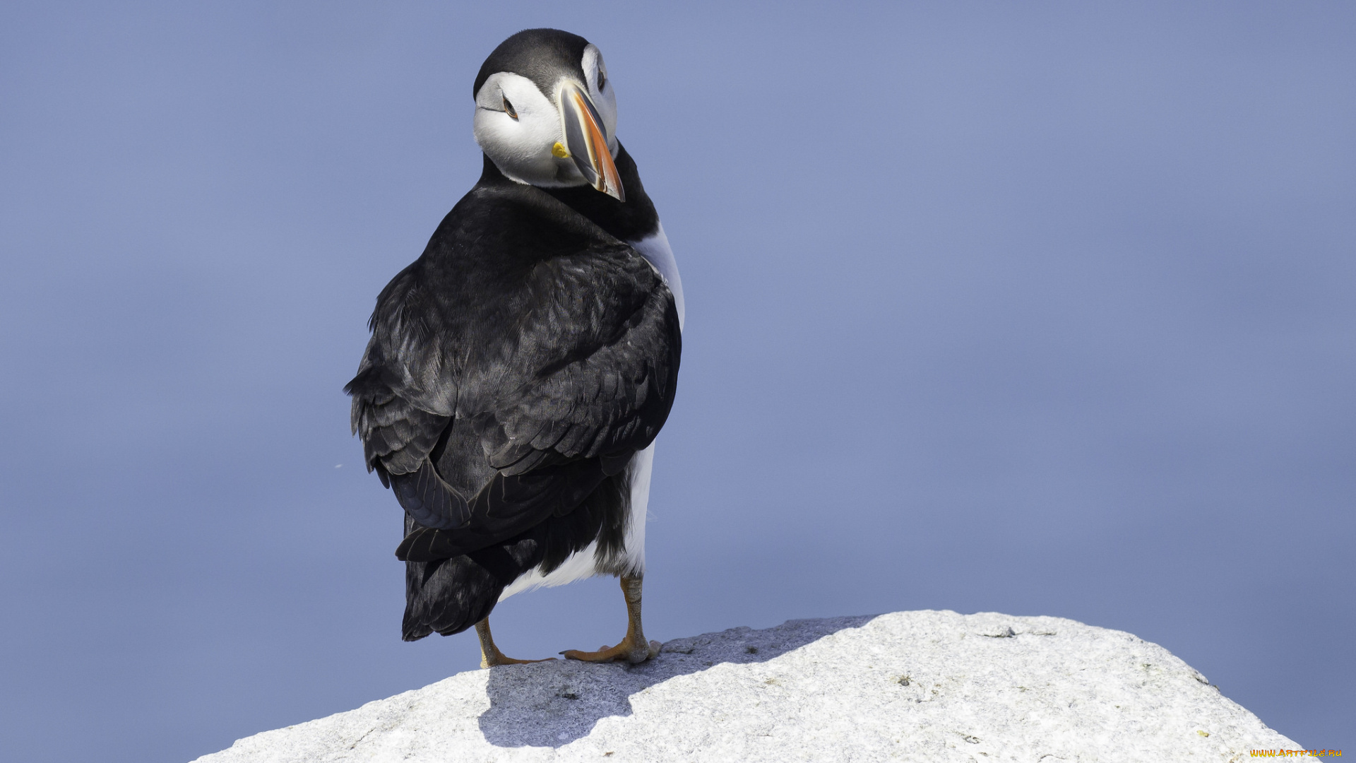 животные, тупики, окрас, тупик, птица