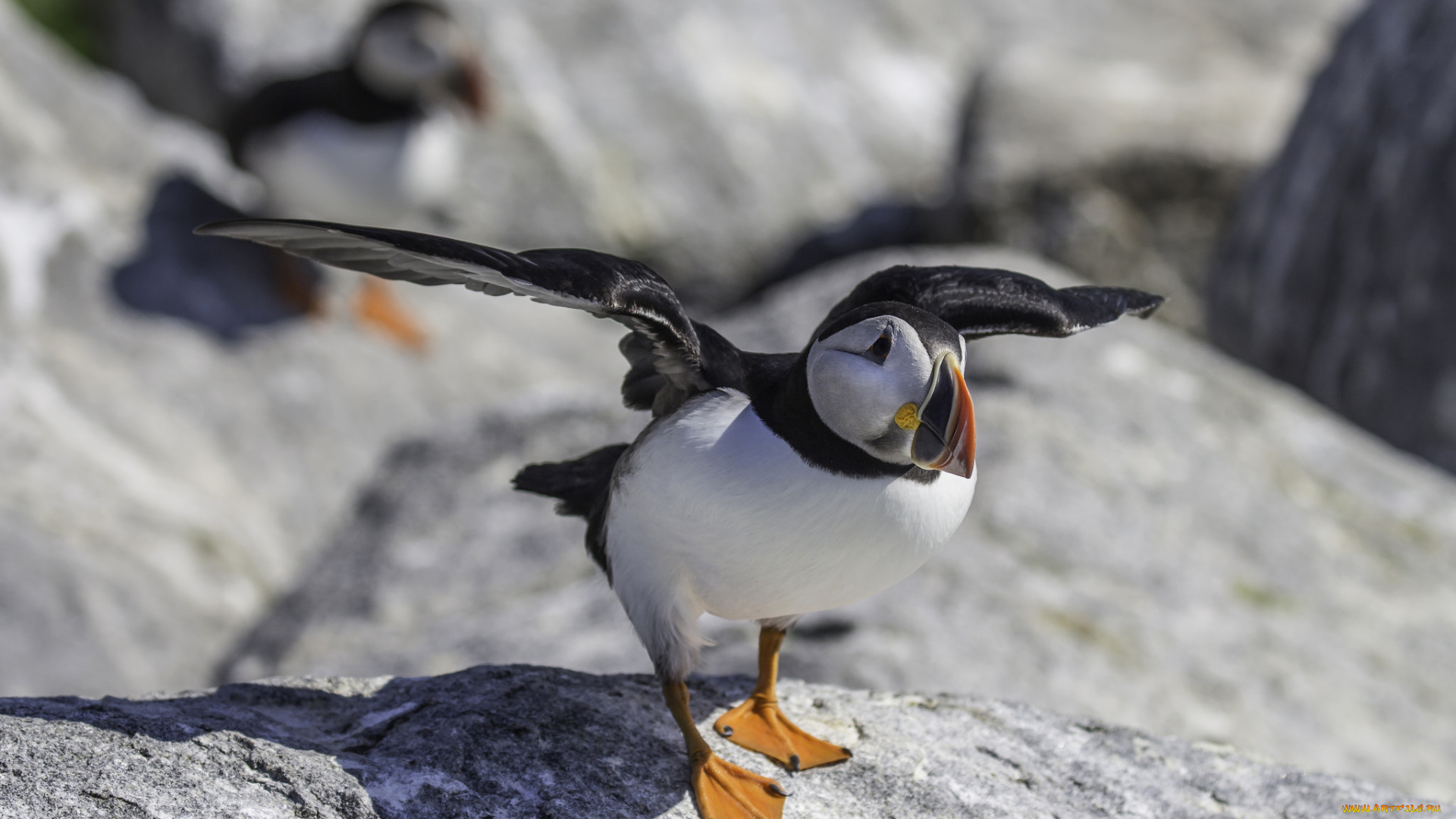 животные, тупики, птица, цветы, атлантический, puffin, профиль, блики, тупик