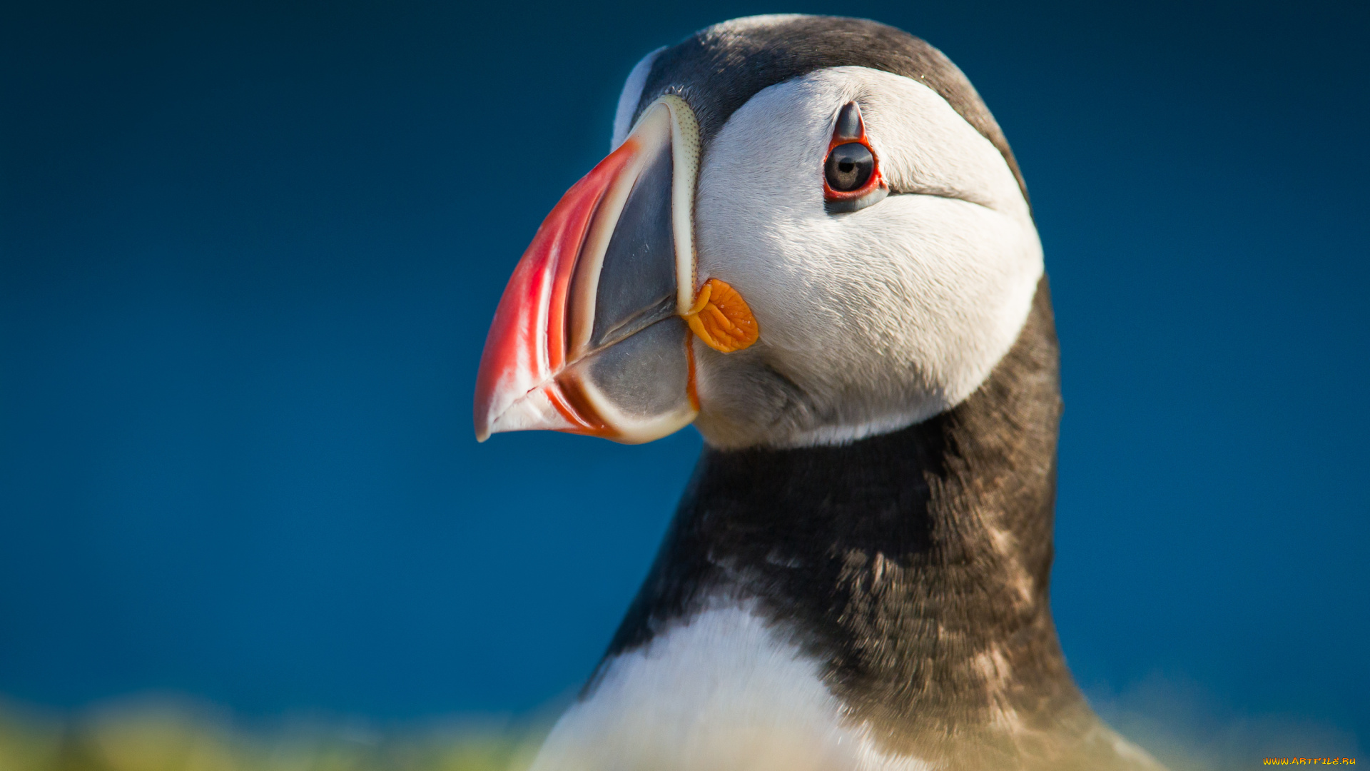 животные, тупики, puffin, цветы, профиль, птица, атлантический, тупик, блики