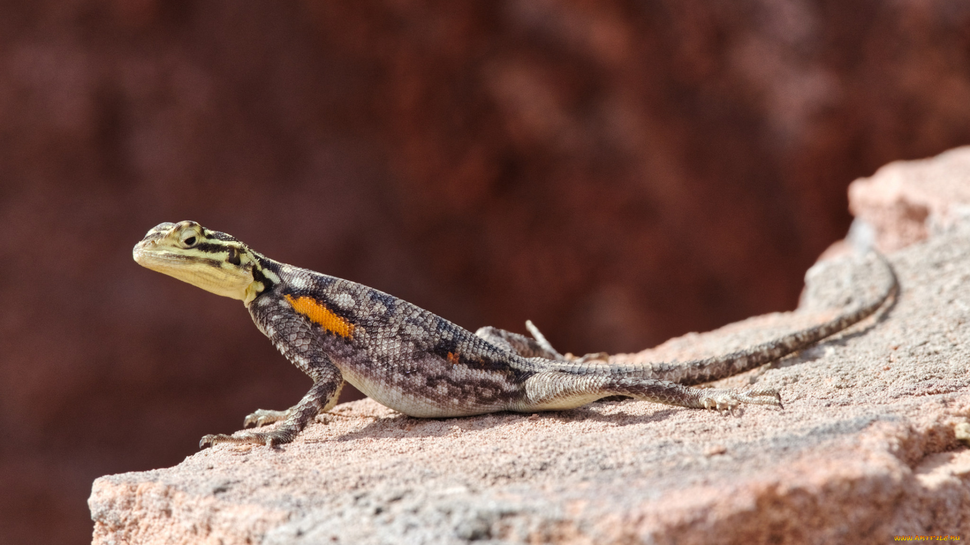 животные, Ящерицы, , игуаны, , вараны, ящерица, камень, окрас