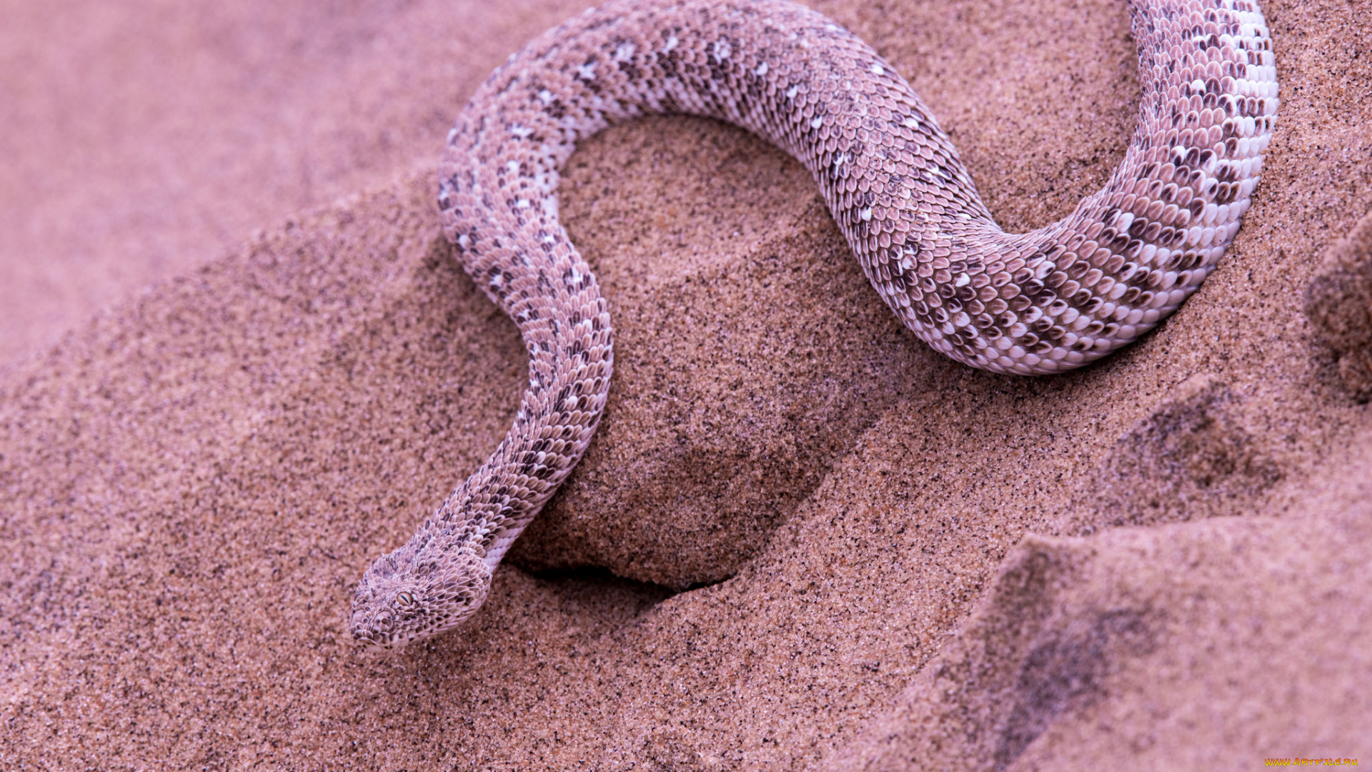 животные, змеи, , питоны, , кобры, песок, опасна, окрас, змея