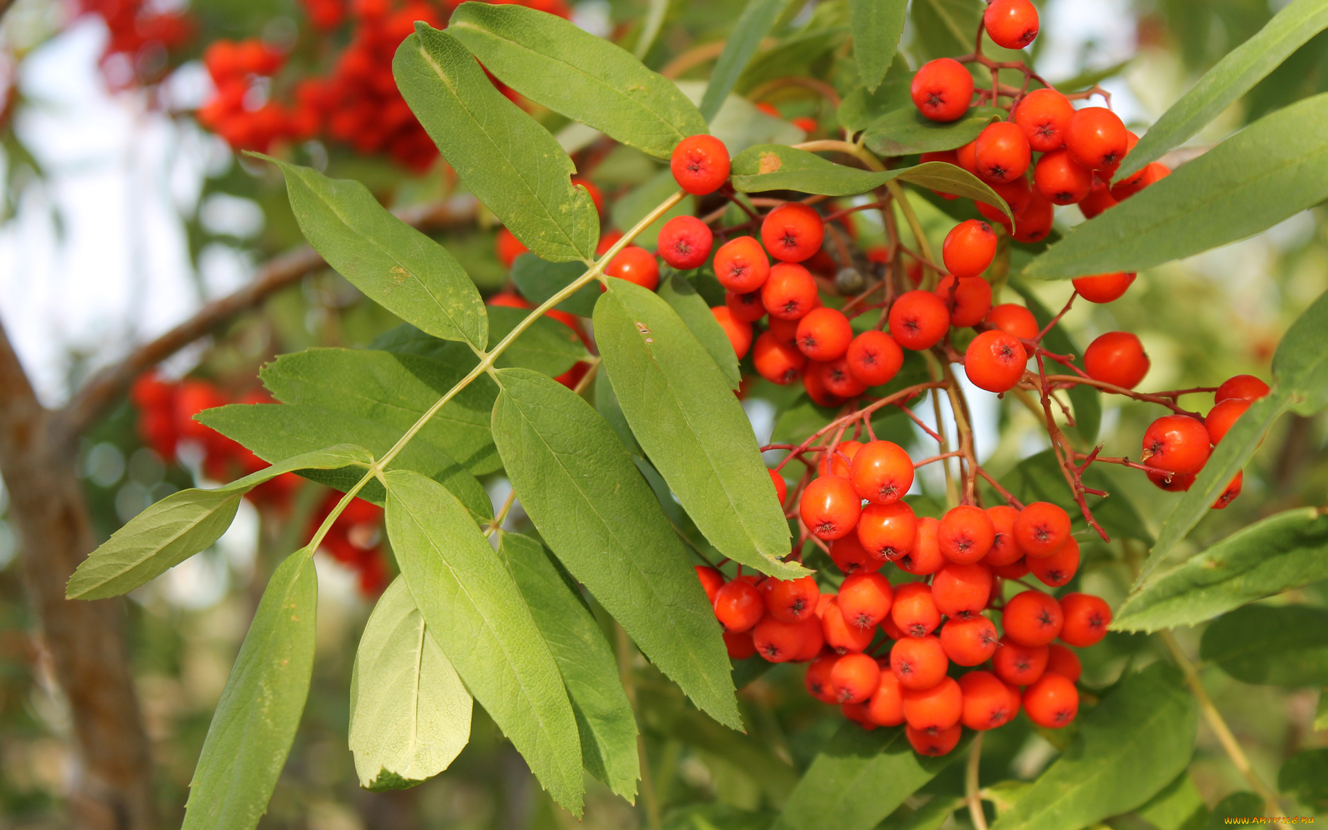 природа, Ягоды, , рябина, гроздь, рябины, рябина, осень