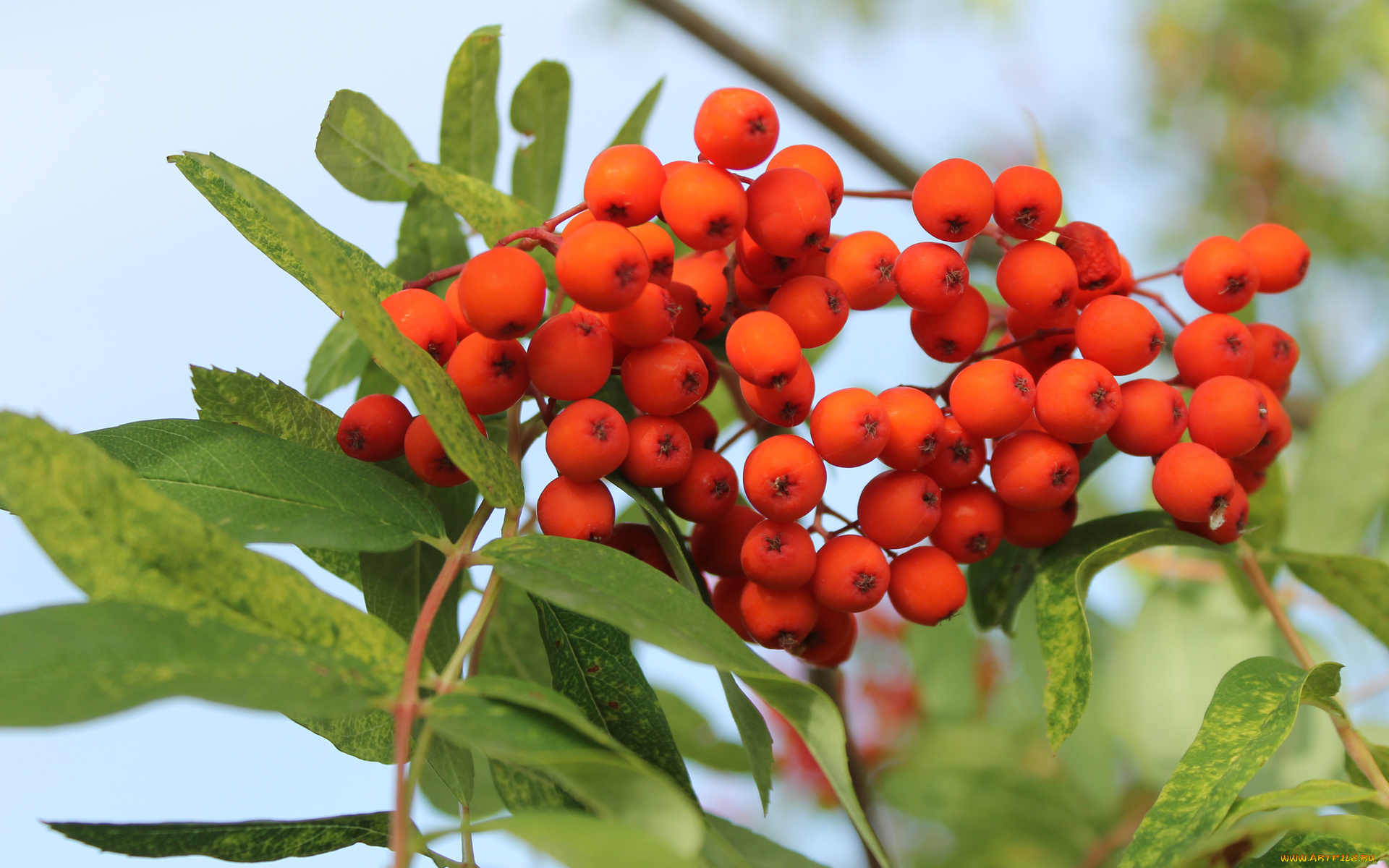 природа, Ягоды, , рябина, осень, гроздь, рябины, рябина