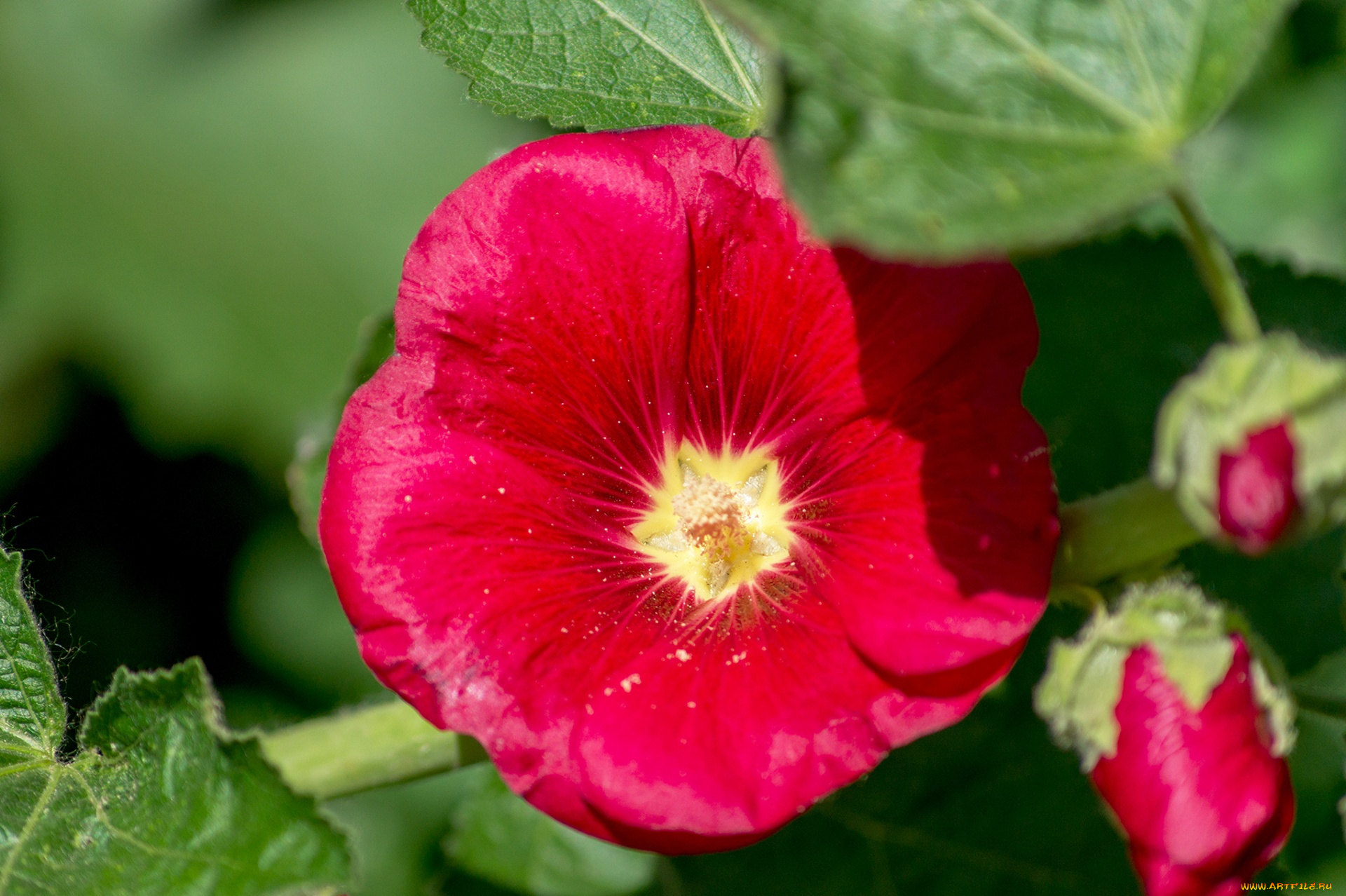 цветы, мальвы, мальва, красный, макро