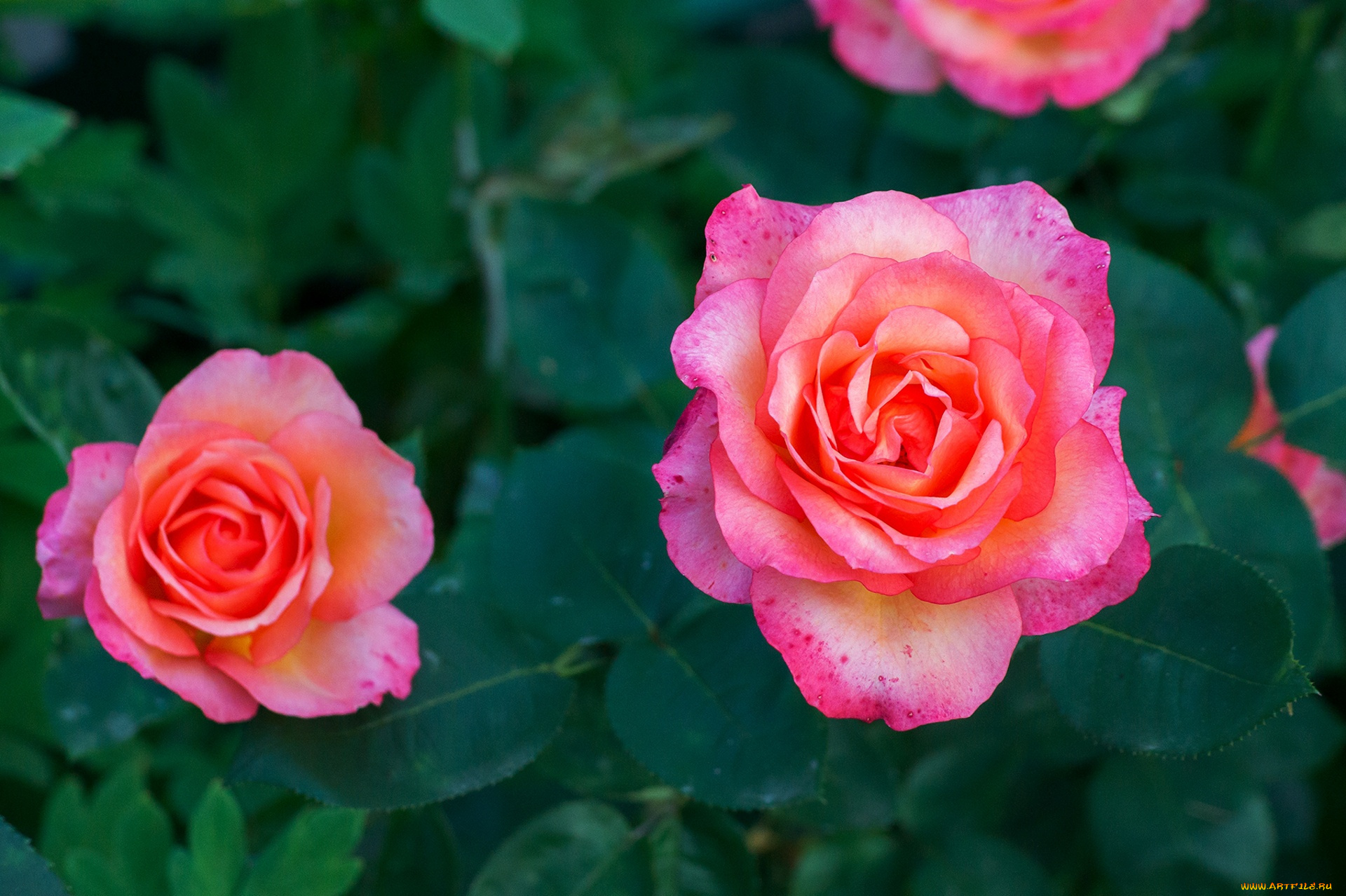 цветы, розы, розовый, бутоны