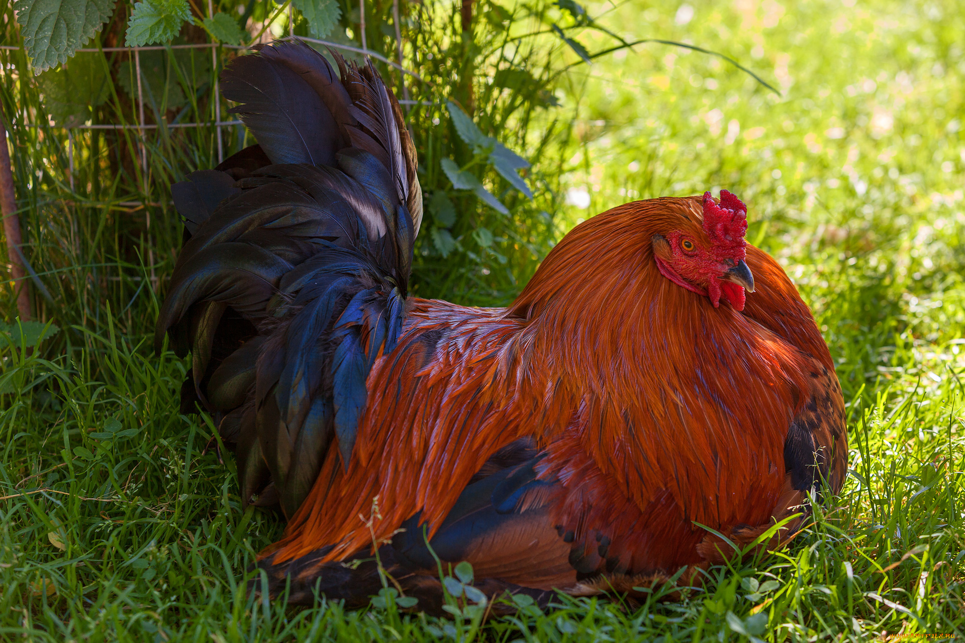 животные, куры, , петухи, природа, путешествия, отдых, птица, прогулка, зооград, август, лето, красота