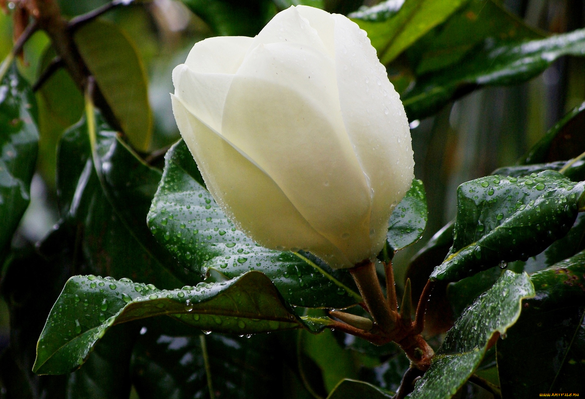 цветы, магнолии, магнолия, дождь, капли, лето