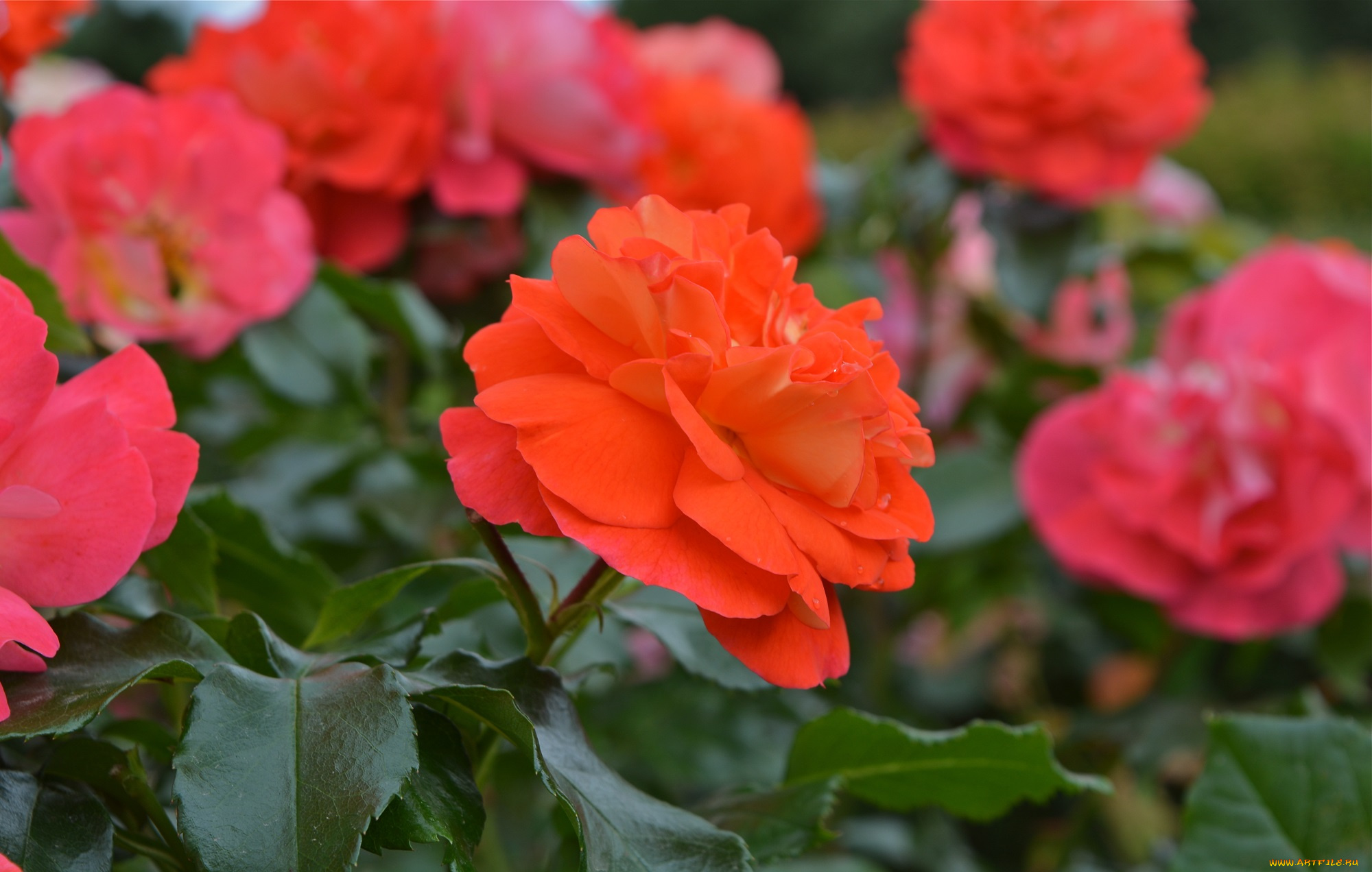 цветы, розы, роза, подарок