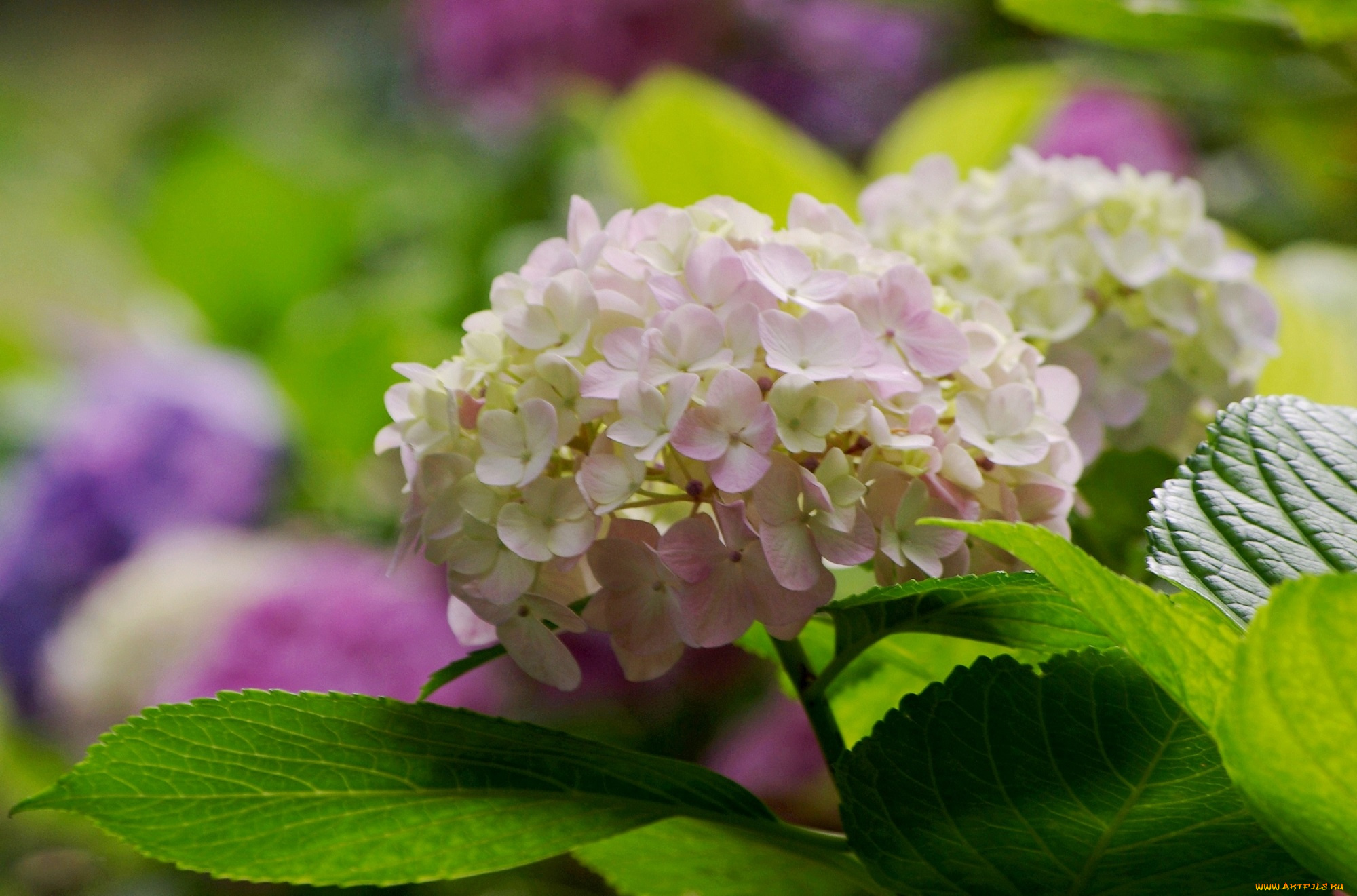 цветы, гортензия, краски, лето, черногория