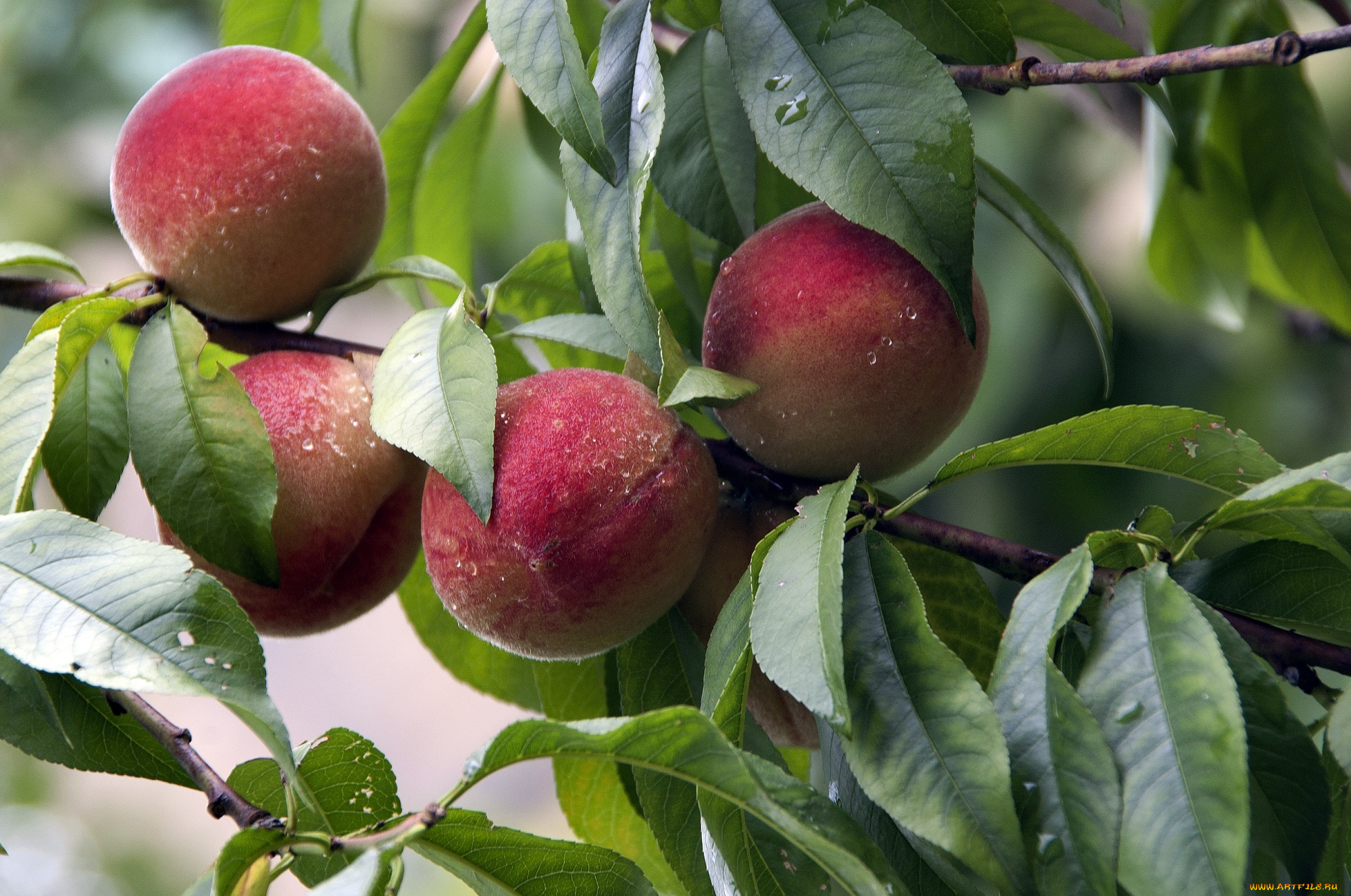 природа, плоды, лето, дача, персики