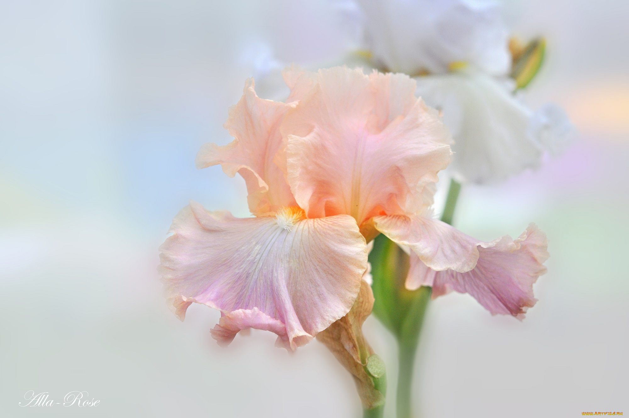 цветы, ирисы, цветение, лето