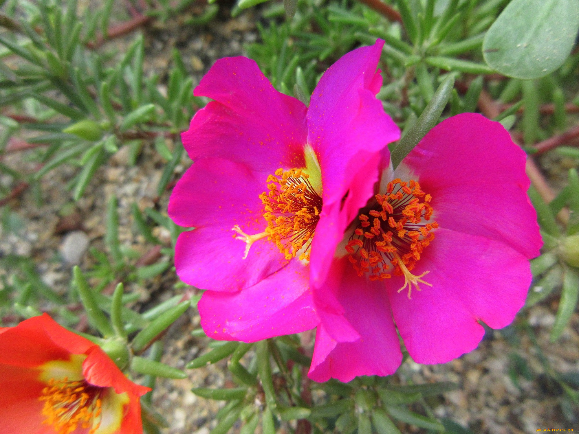 цветы, портулак, цвет, макро