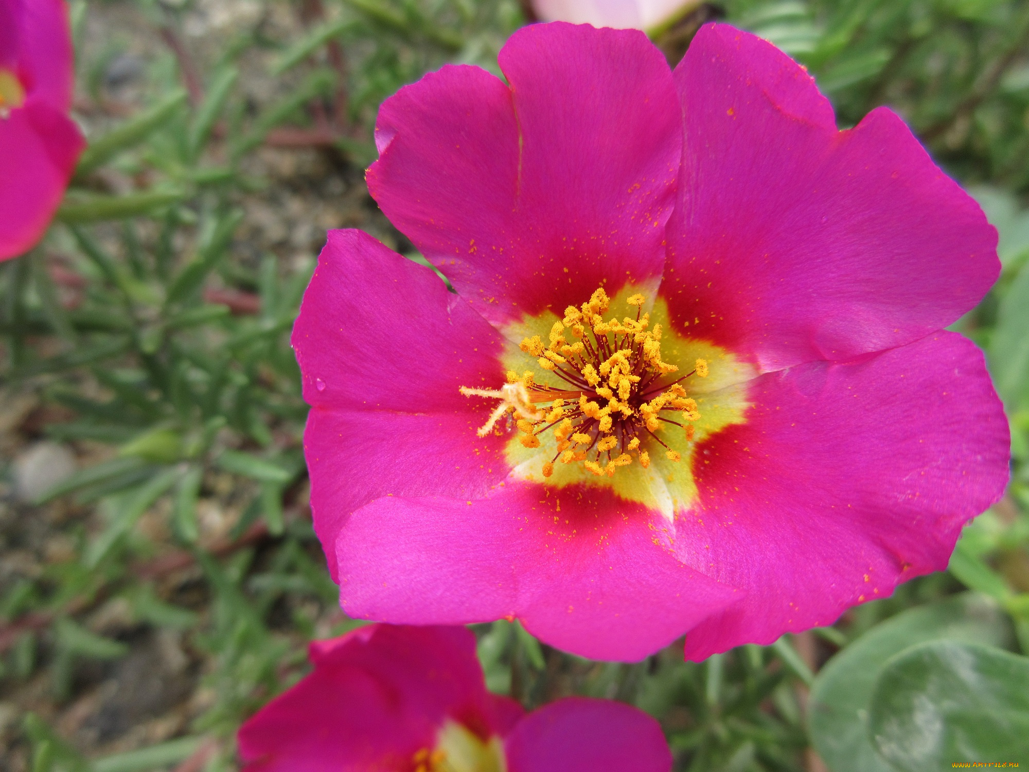 цветы, портулак, макро, цвет