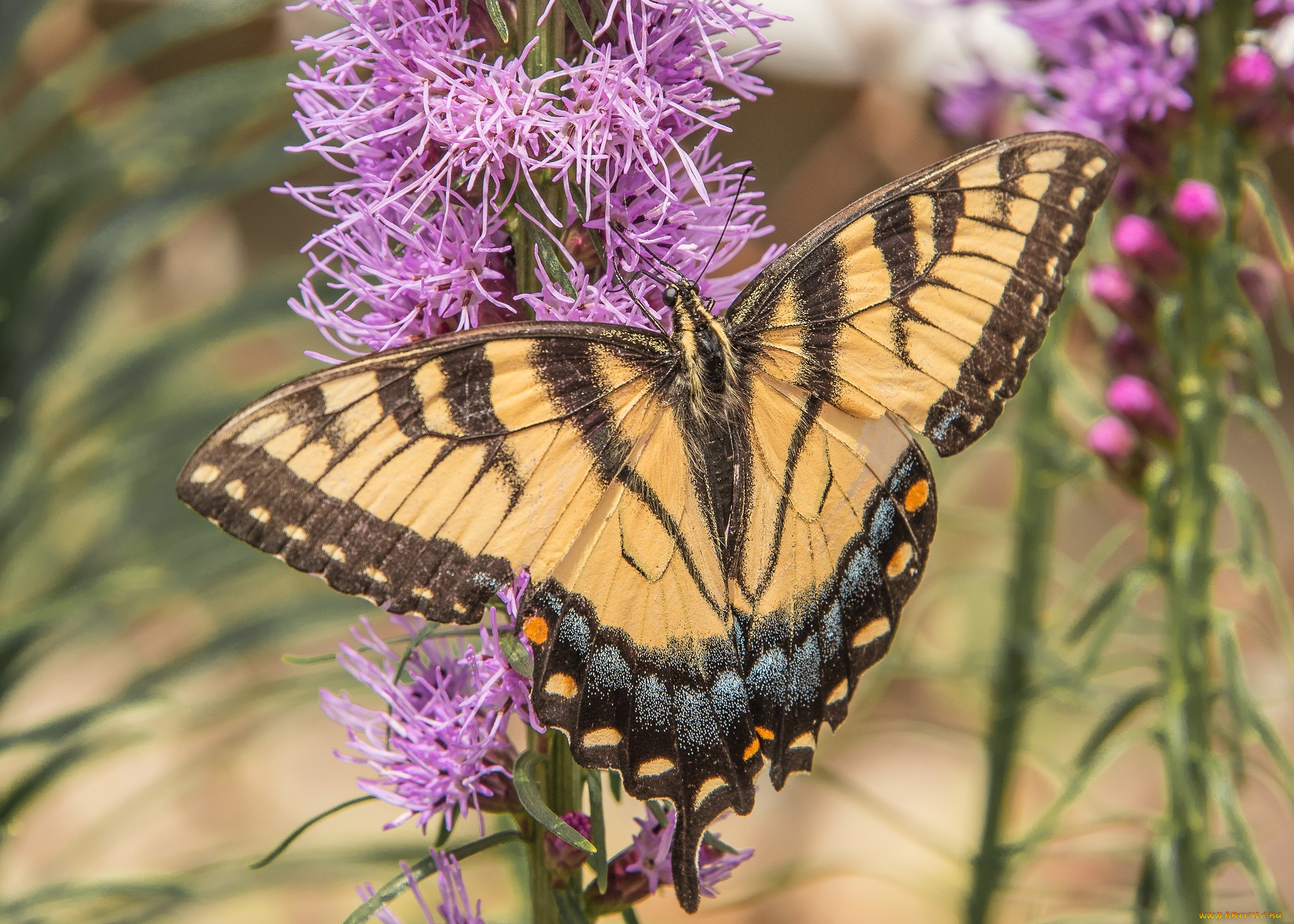 животные, бабочки, , мотыльки, , моли, бабочка