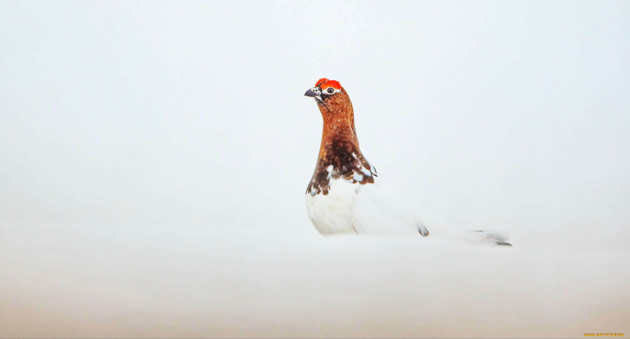 животные, птицы, окрас, птица, перья