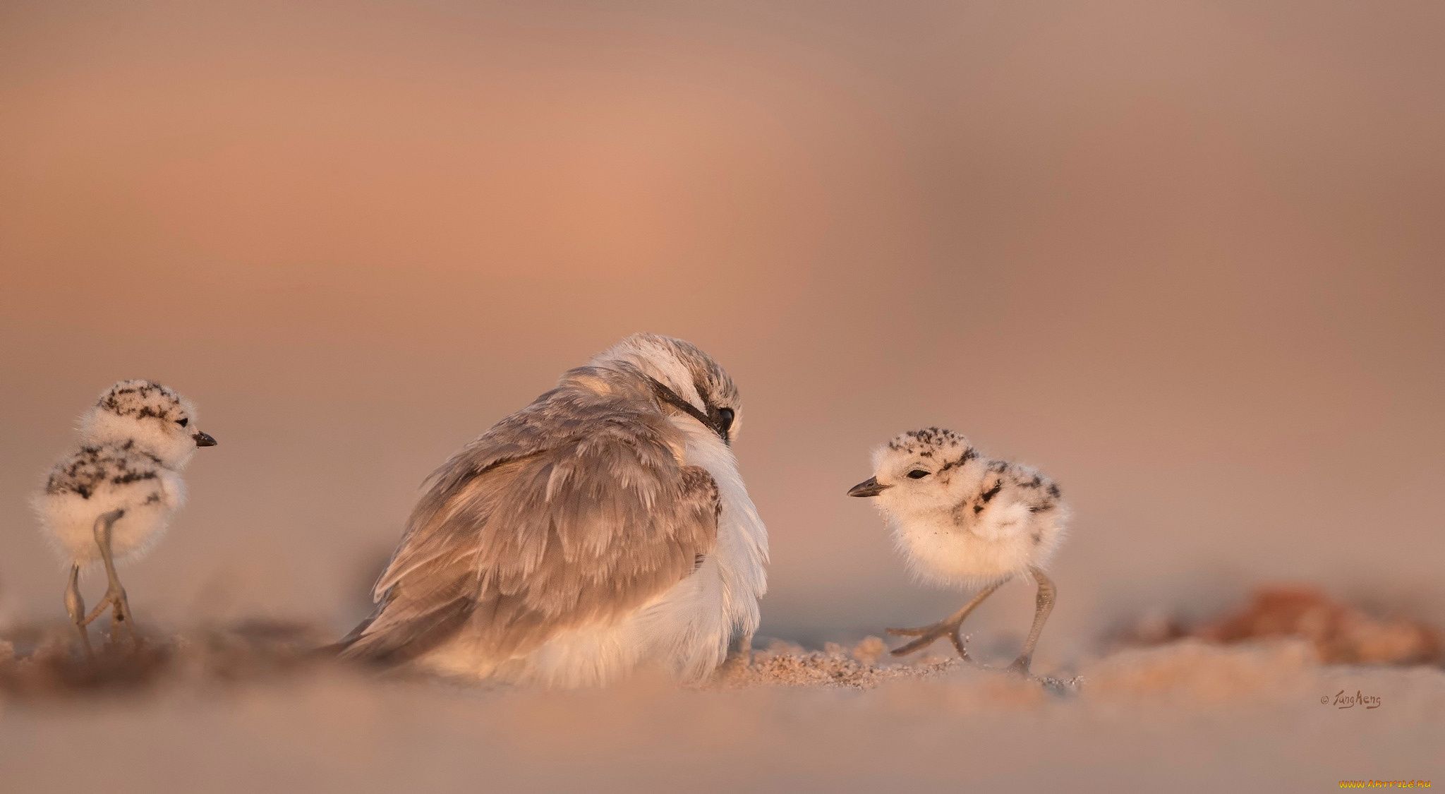 животные, птицы, клюв, перья, птица