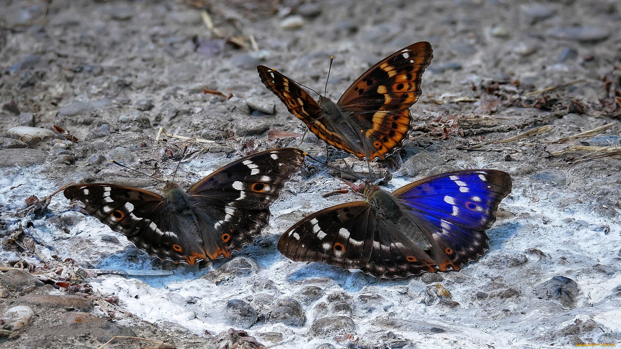 животные, бабочки, , мотыльки, , моли, бабочка