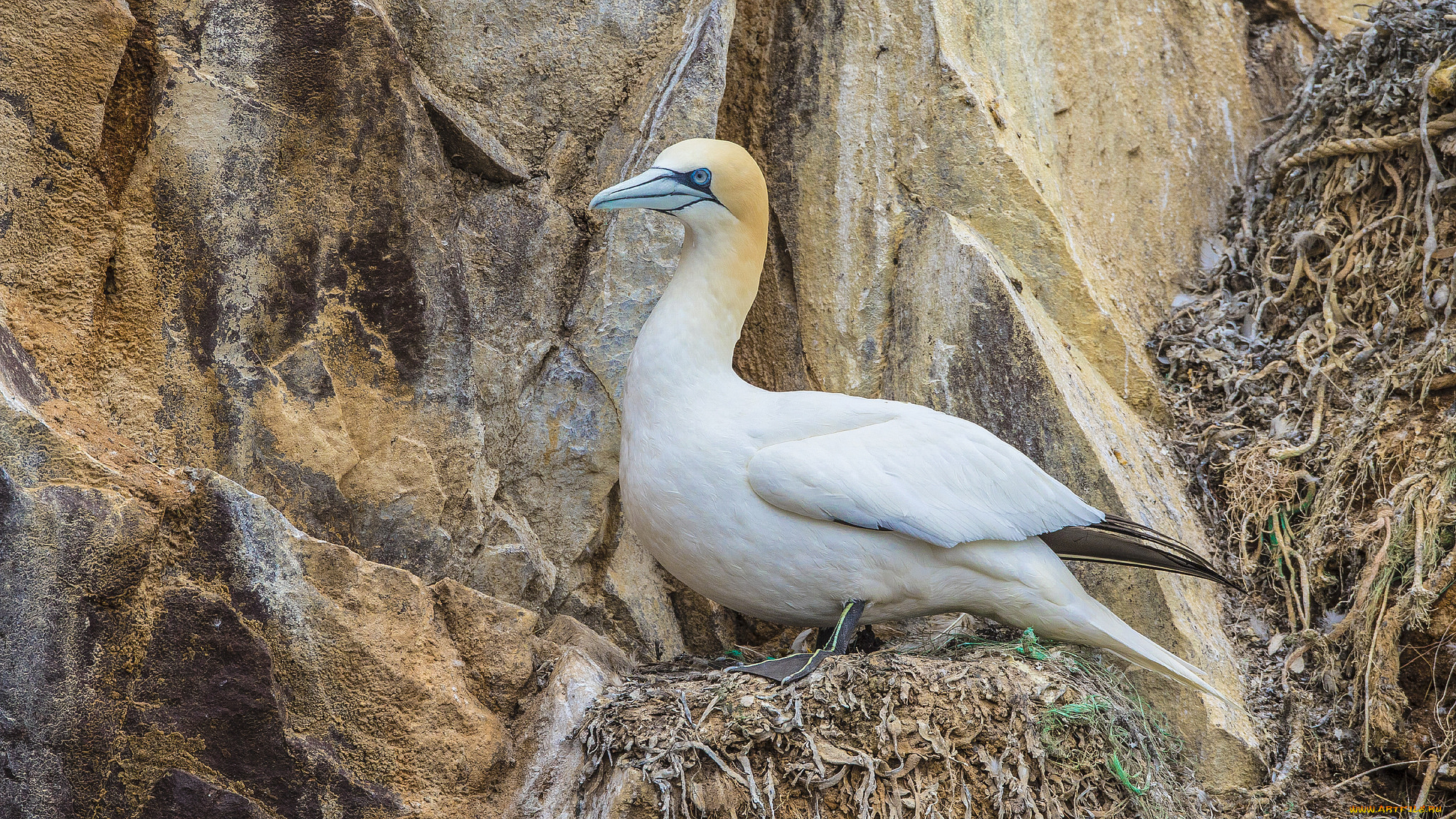 животные, олуши, олуша, белая, клюв, птица