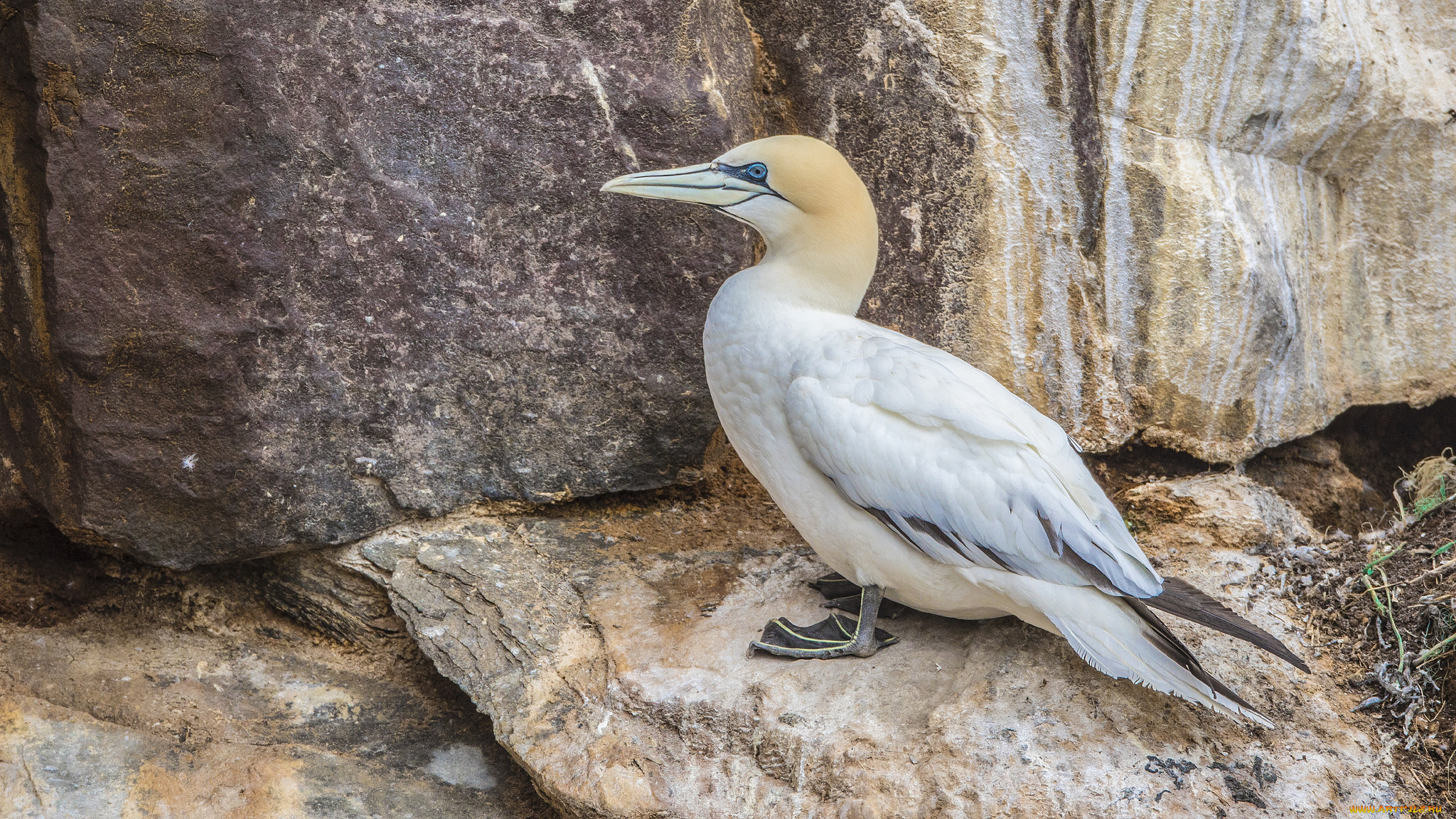 животные, олуши, птица, олуша, клюв, белая