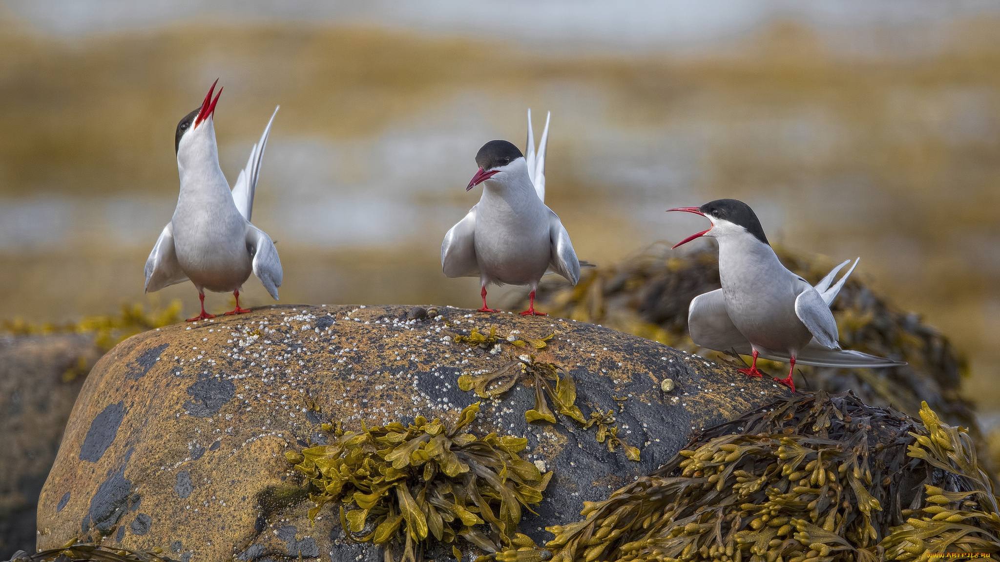 животные, птицы, птица, перья, окрас