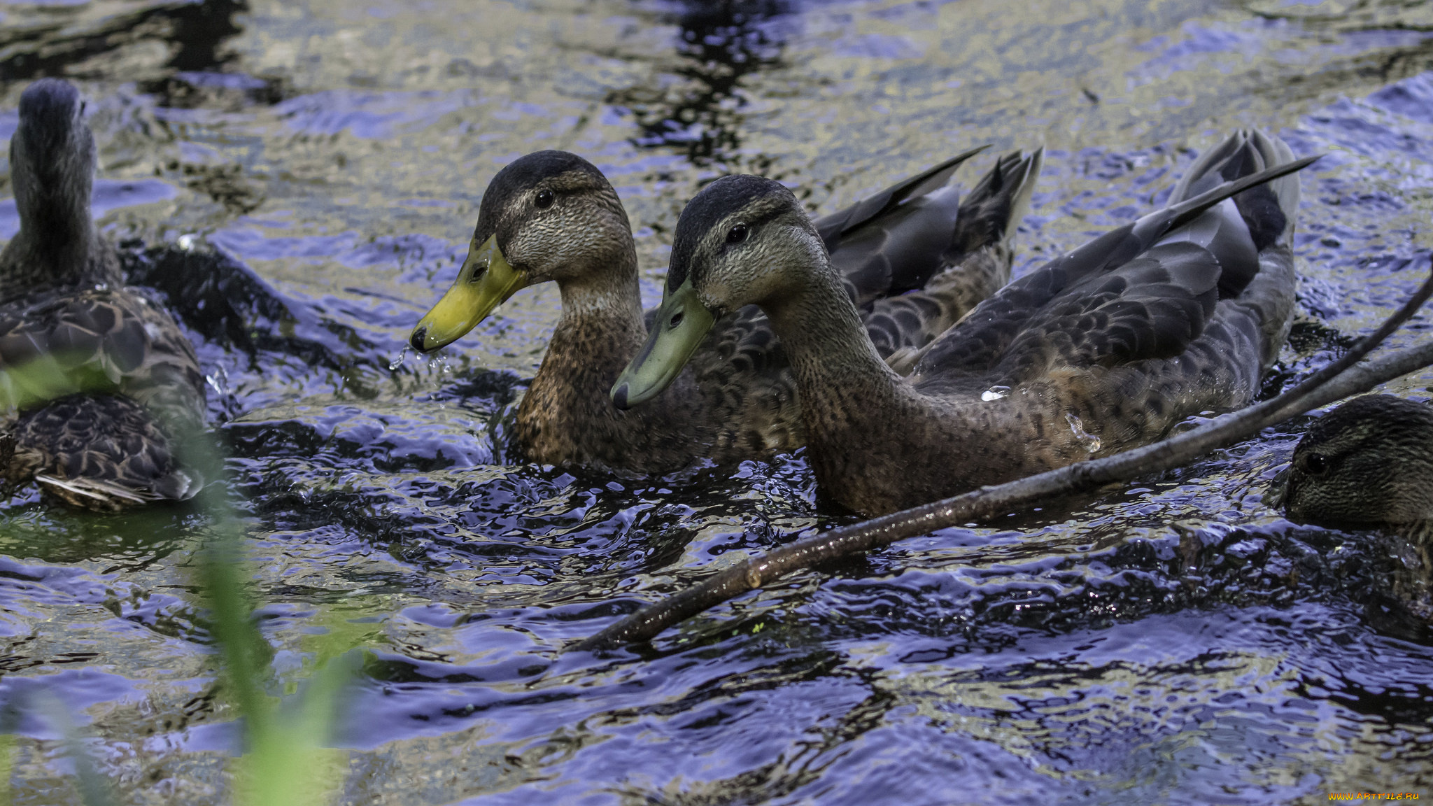 животные, утки, пара, природа, птицы, вода, озеро