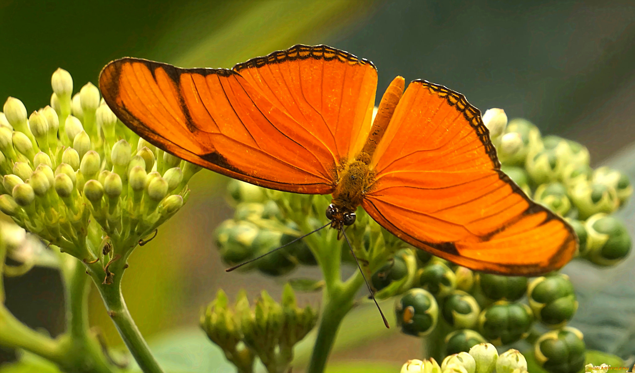 животные, бабочки, , мотыльки, , моли, бабочка