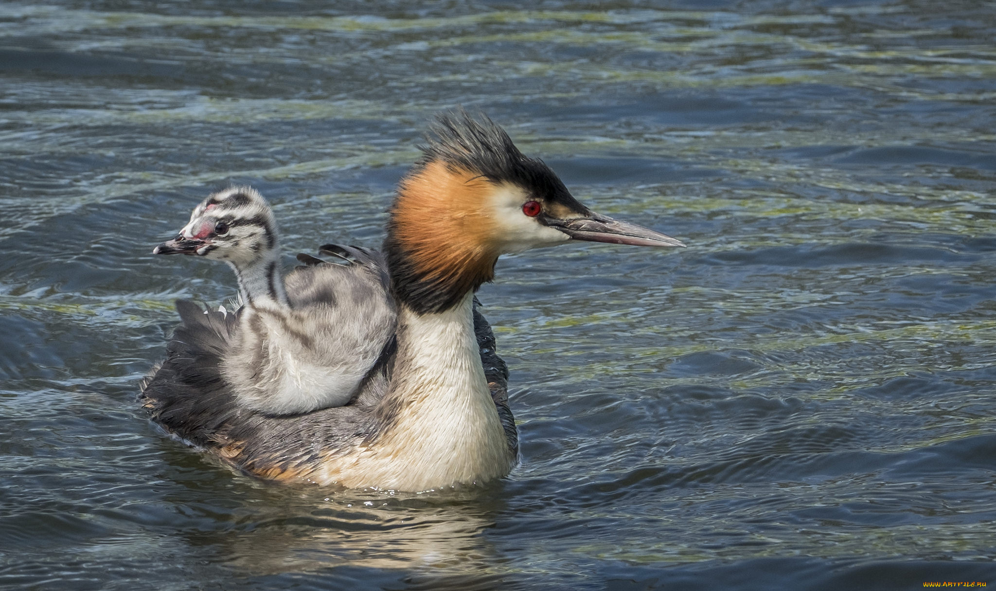 животные, Чомги, , поганки, перья, птица, чомга, малыш, мама