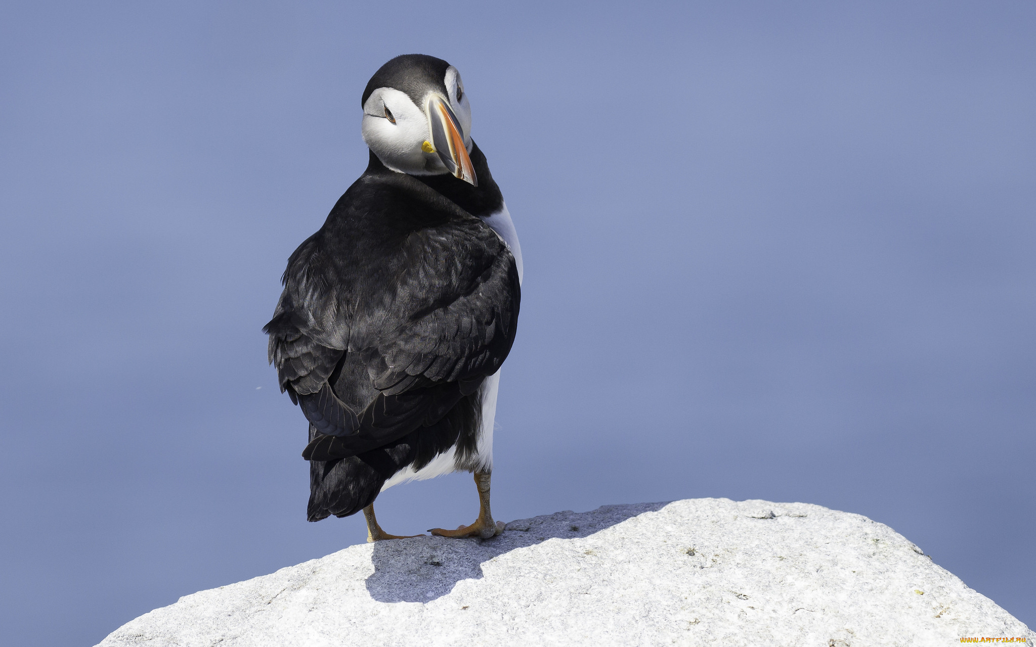 животные, тупики, окрас, тупик, птица
