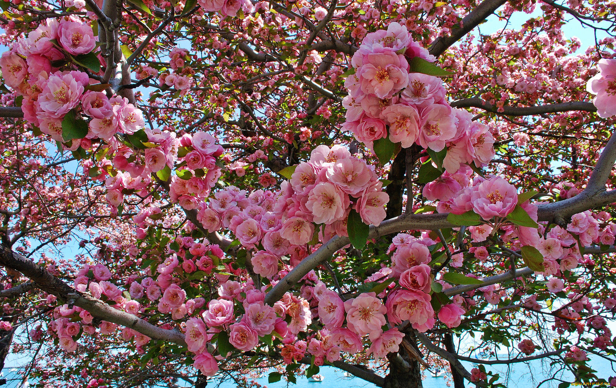 цветы, цветущие, деревья, , , кустарники, красота