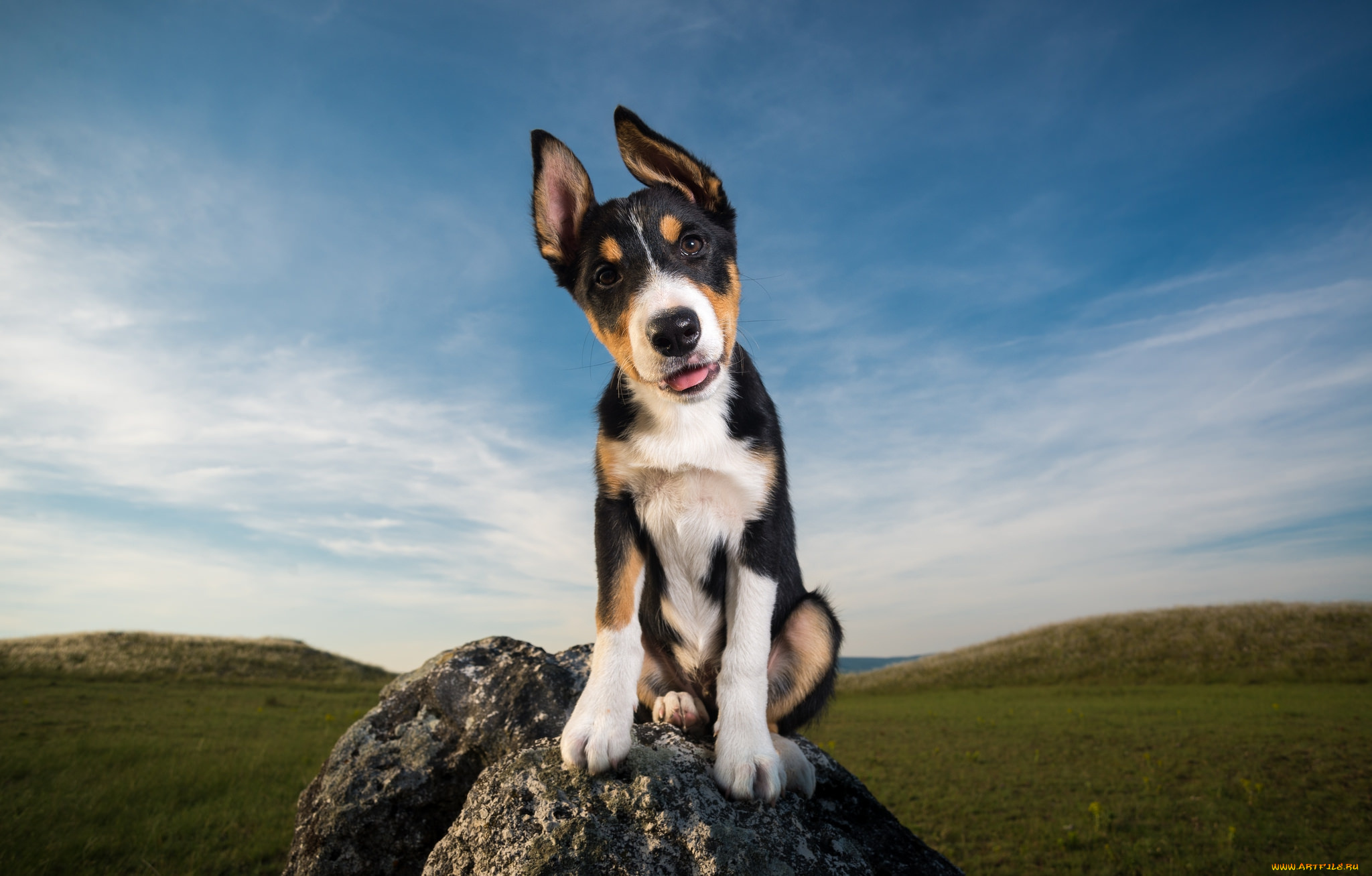 животные, собаки, пес