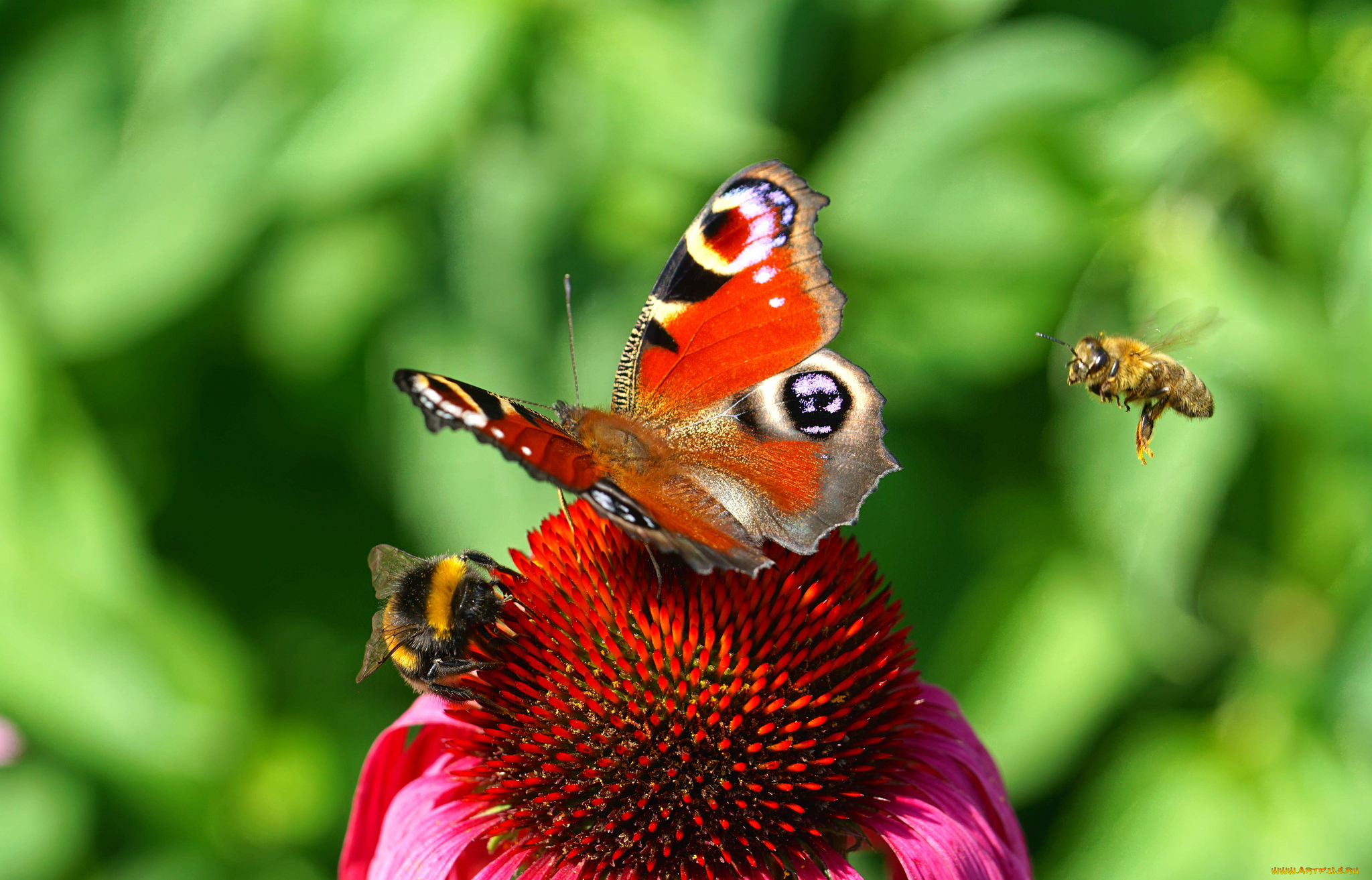 животные, бабочки, , мотыльки, , моли, бабочка