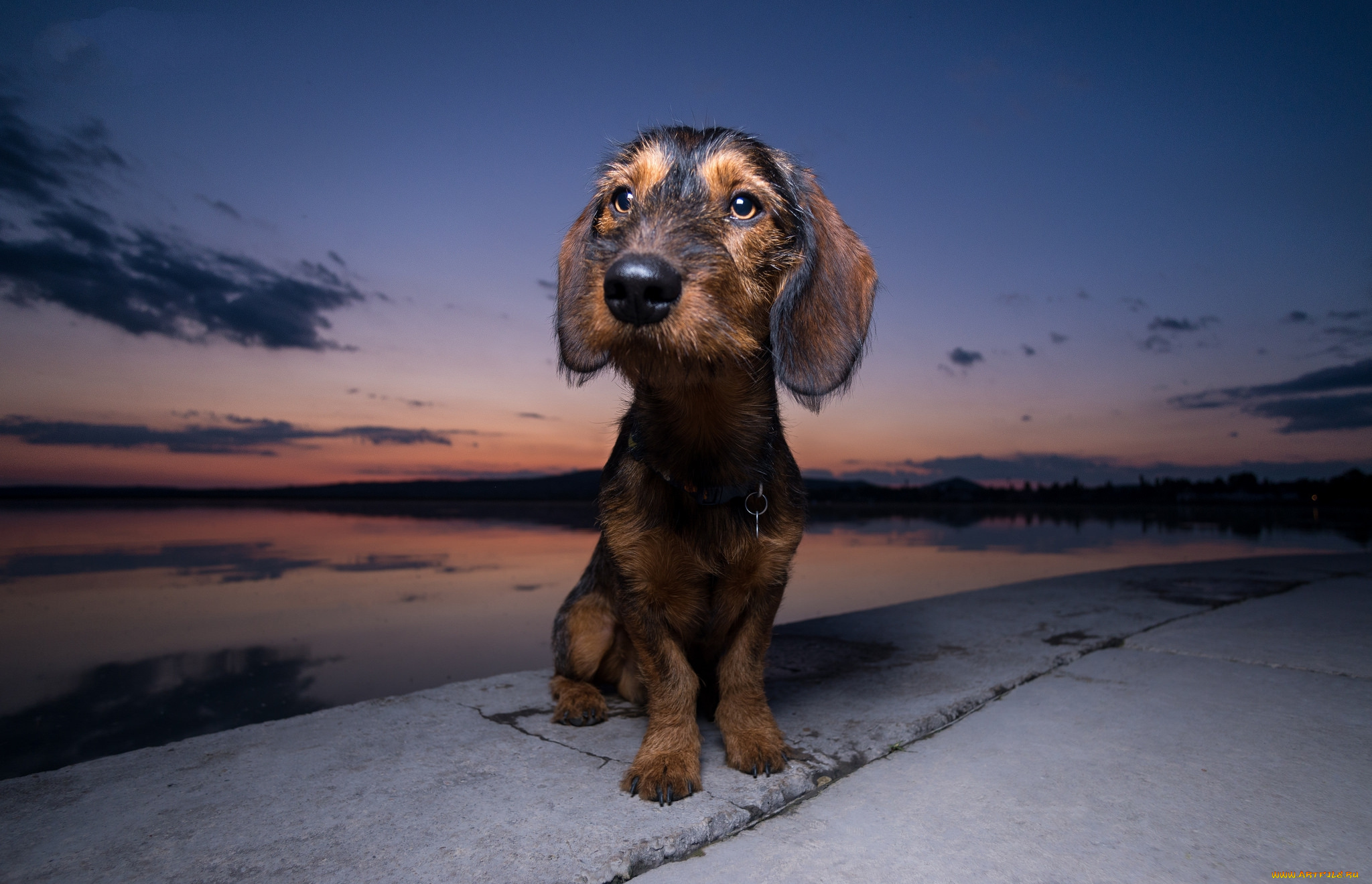 животные, собаки, пес