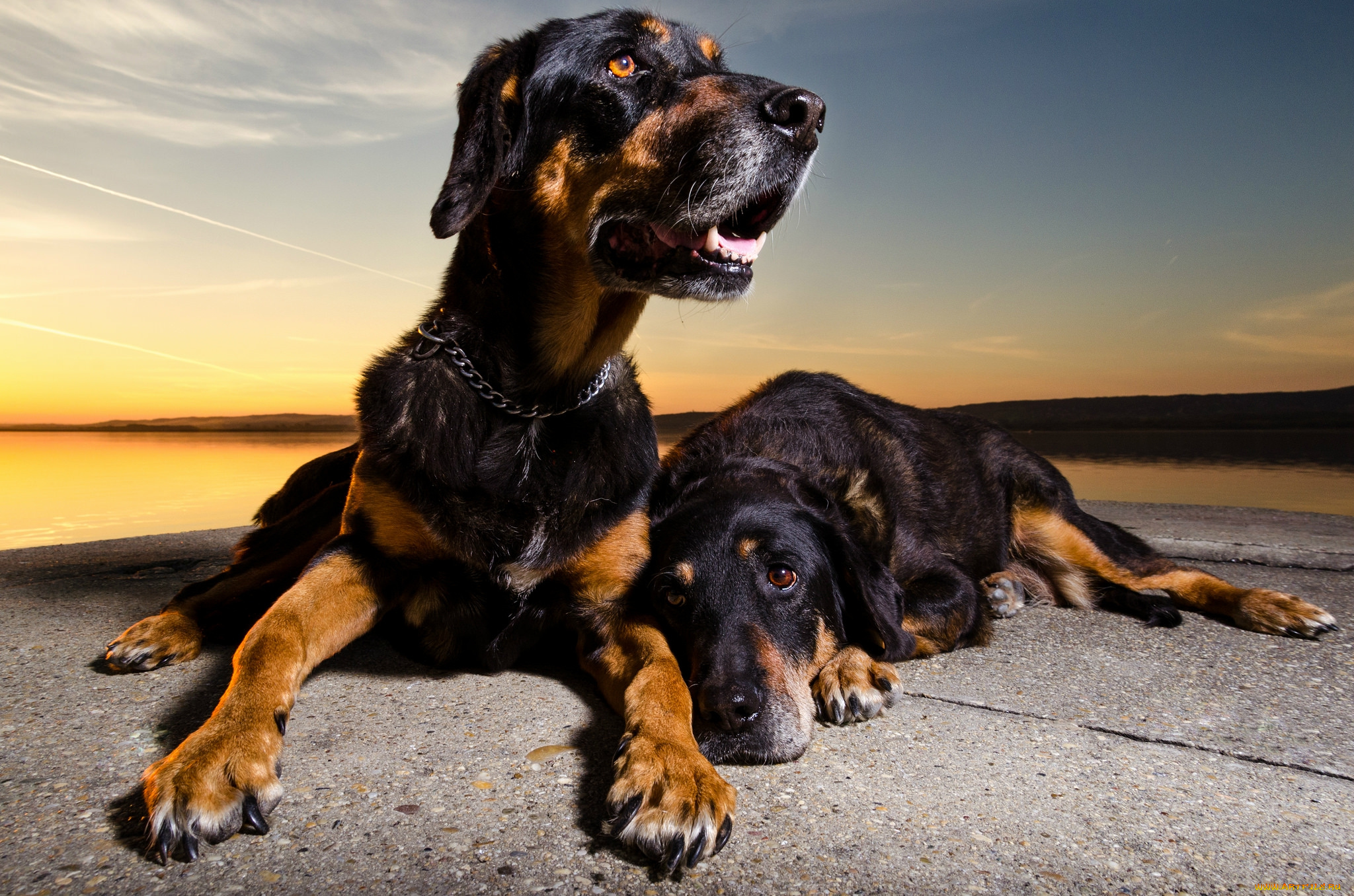 животные, собаки, пес