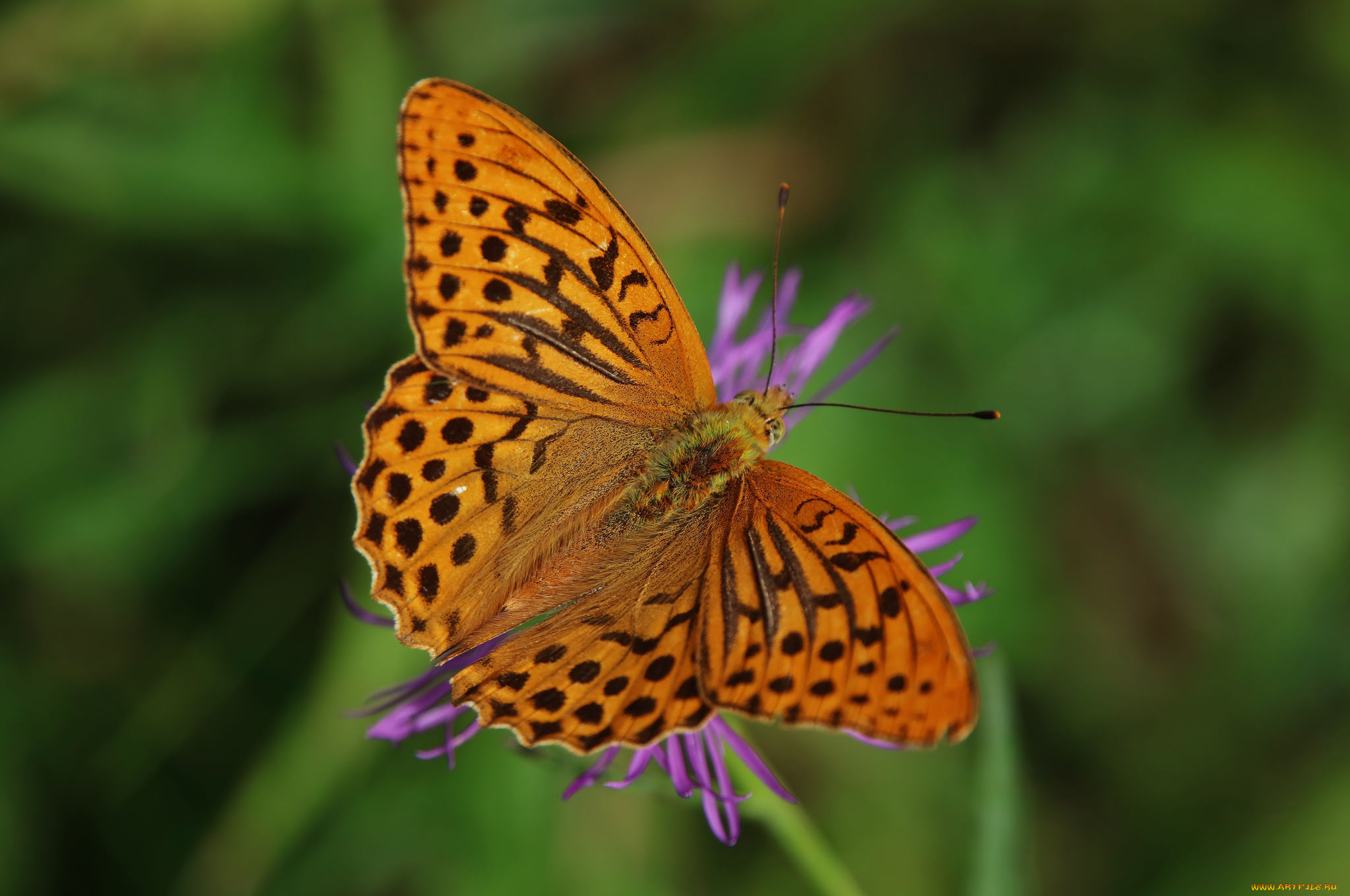 животные, бабочки, , мотыльки, , моли, бабочка