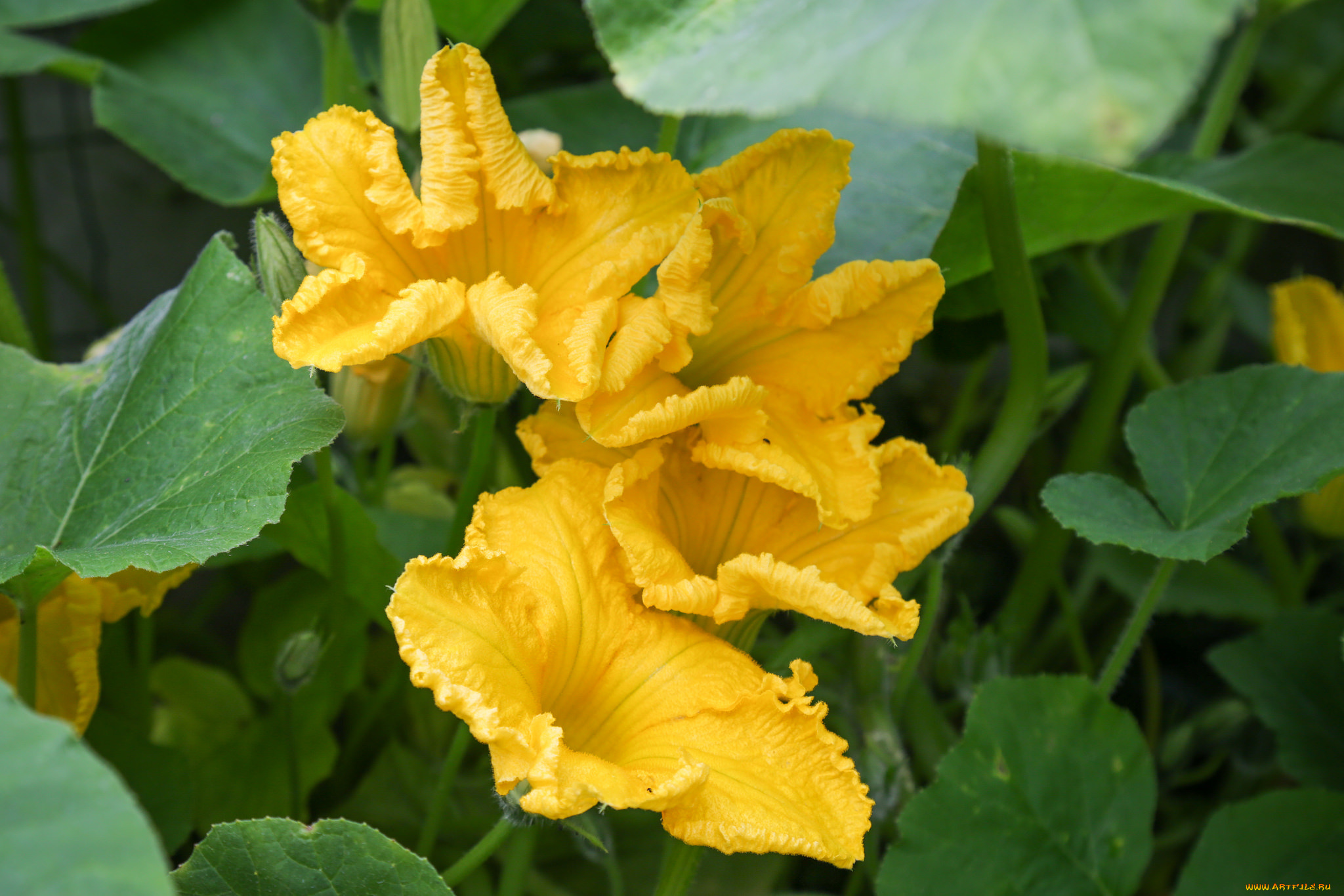 цветы, цветущие, овощи, , ягоды, листья, тыква, первоцвет, цветение