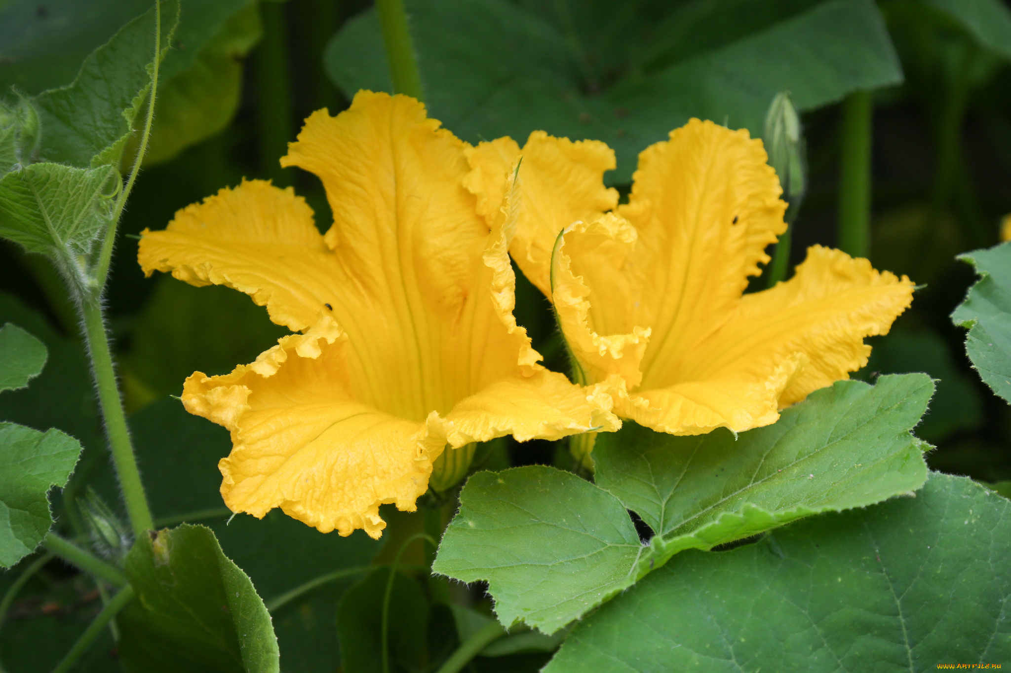 цветы, цветущие, овощи, , ягоды, тыквы, цветение, желтый, соцветие, листья