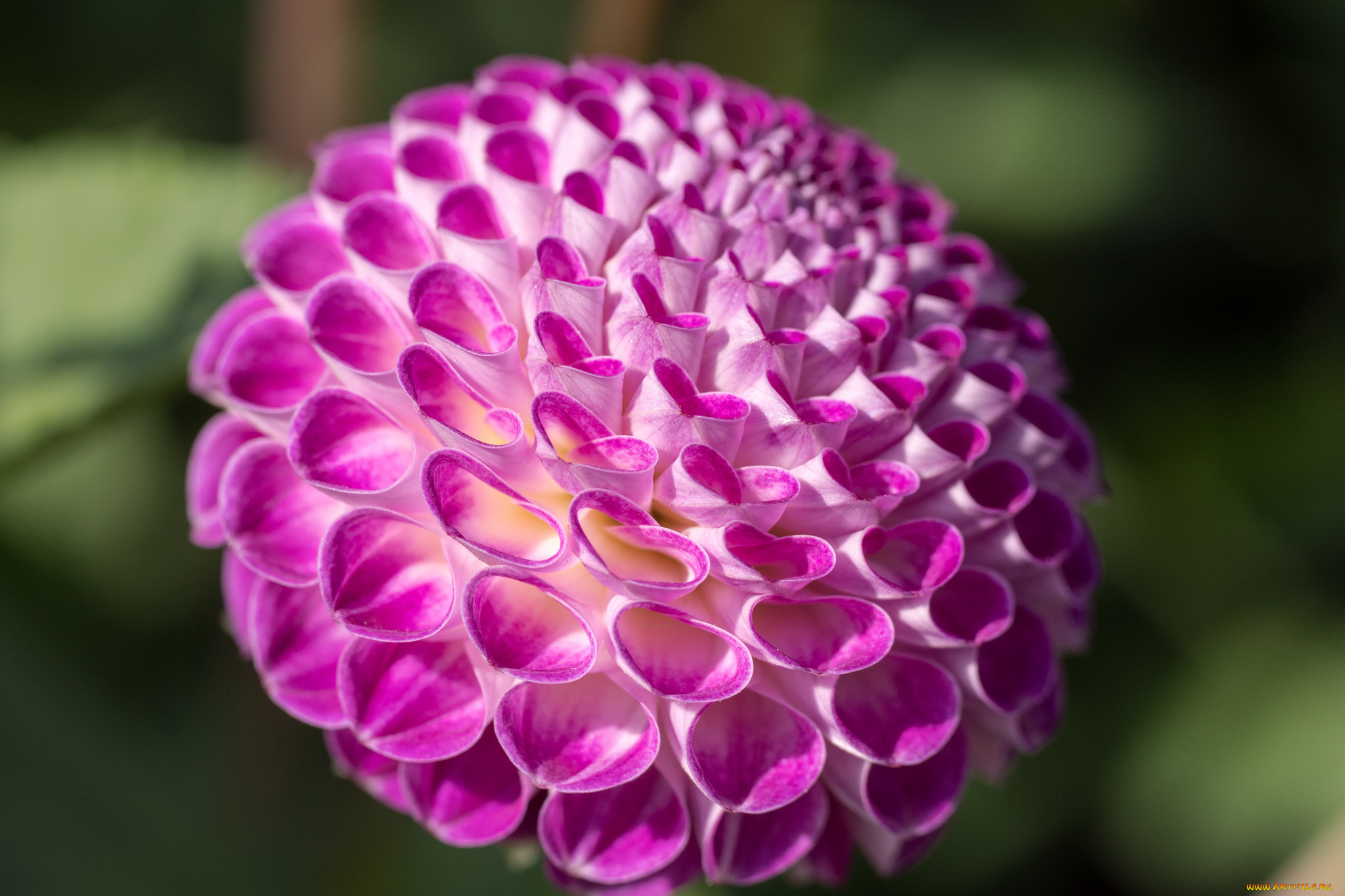 цветы, георгины, лепестки, бутоны, георгин, цветение