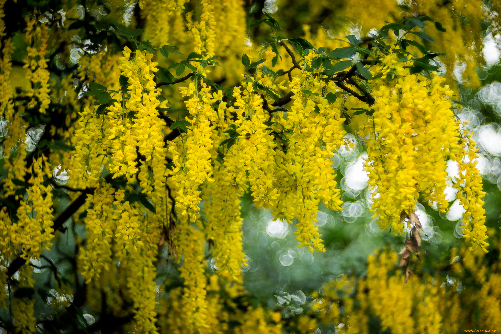 цветы, глициния, ветки, куст, цветение