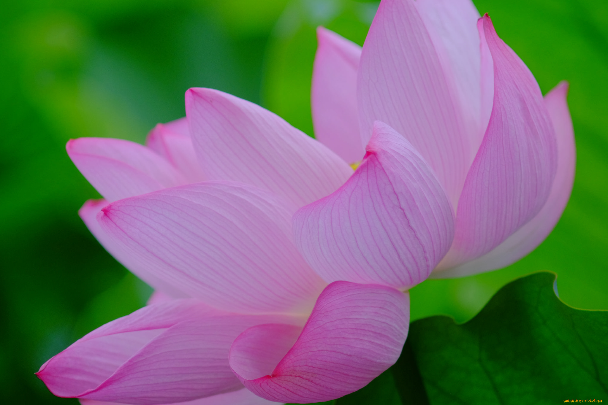 цветы, лотосы, лепестки, лотос, цветок, цветение