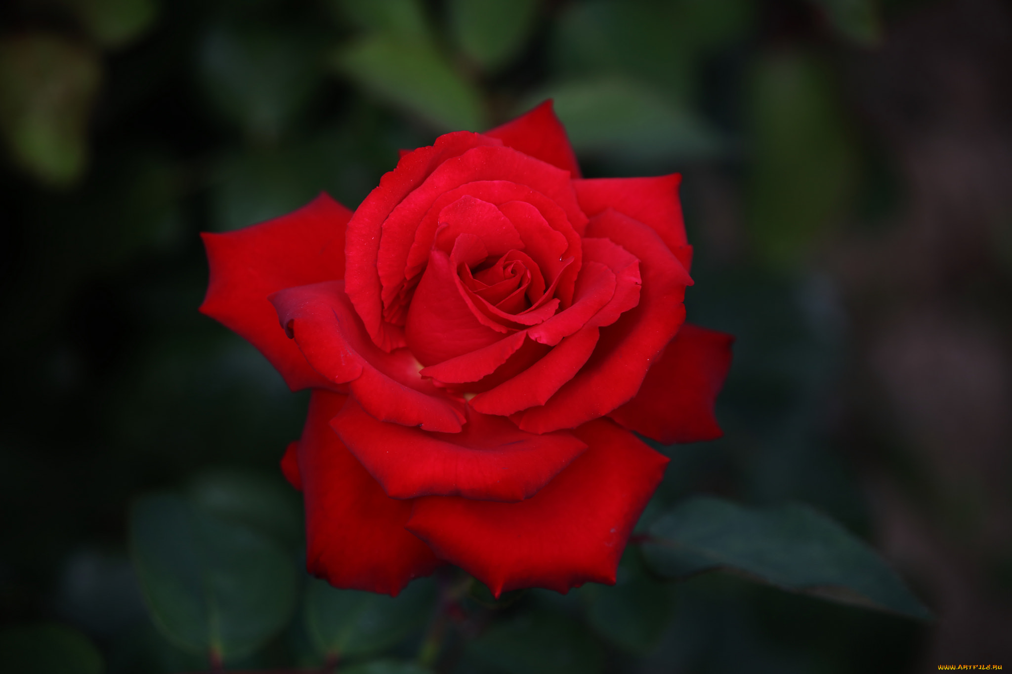 цветы, розы, цветок