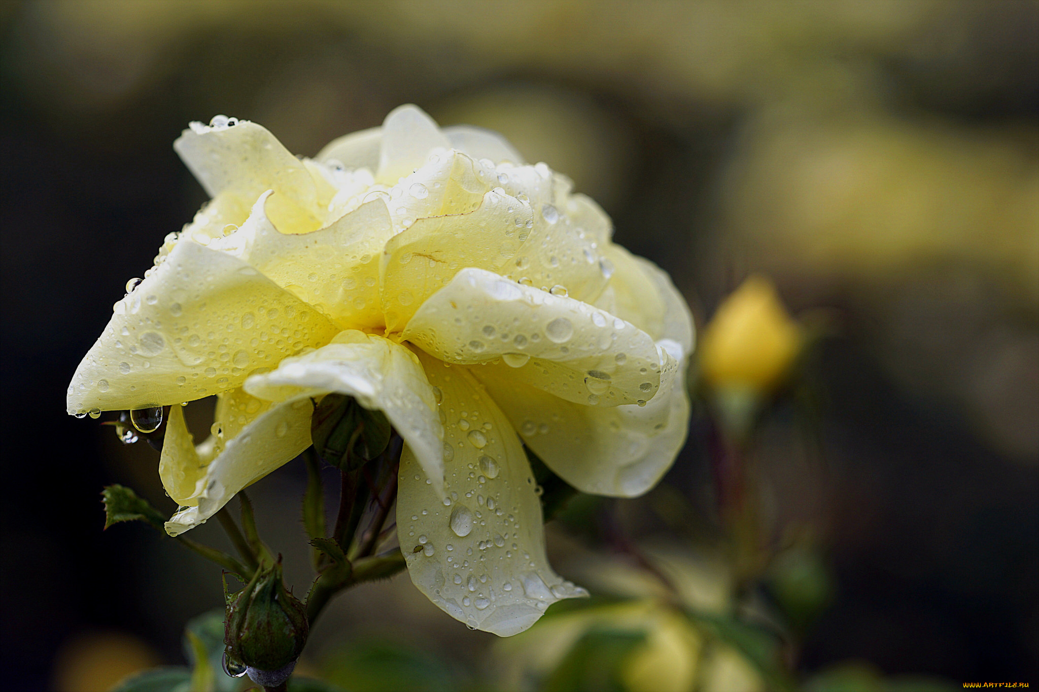 цветы, розы, роза