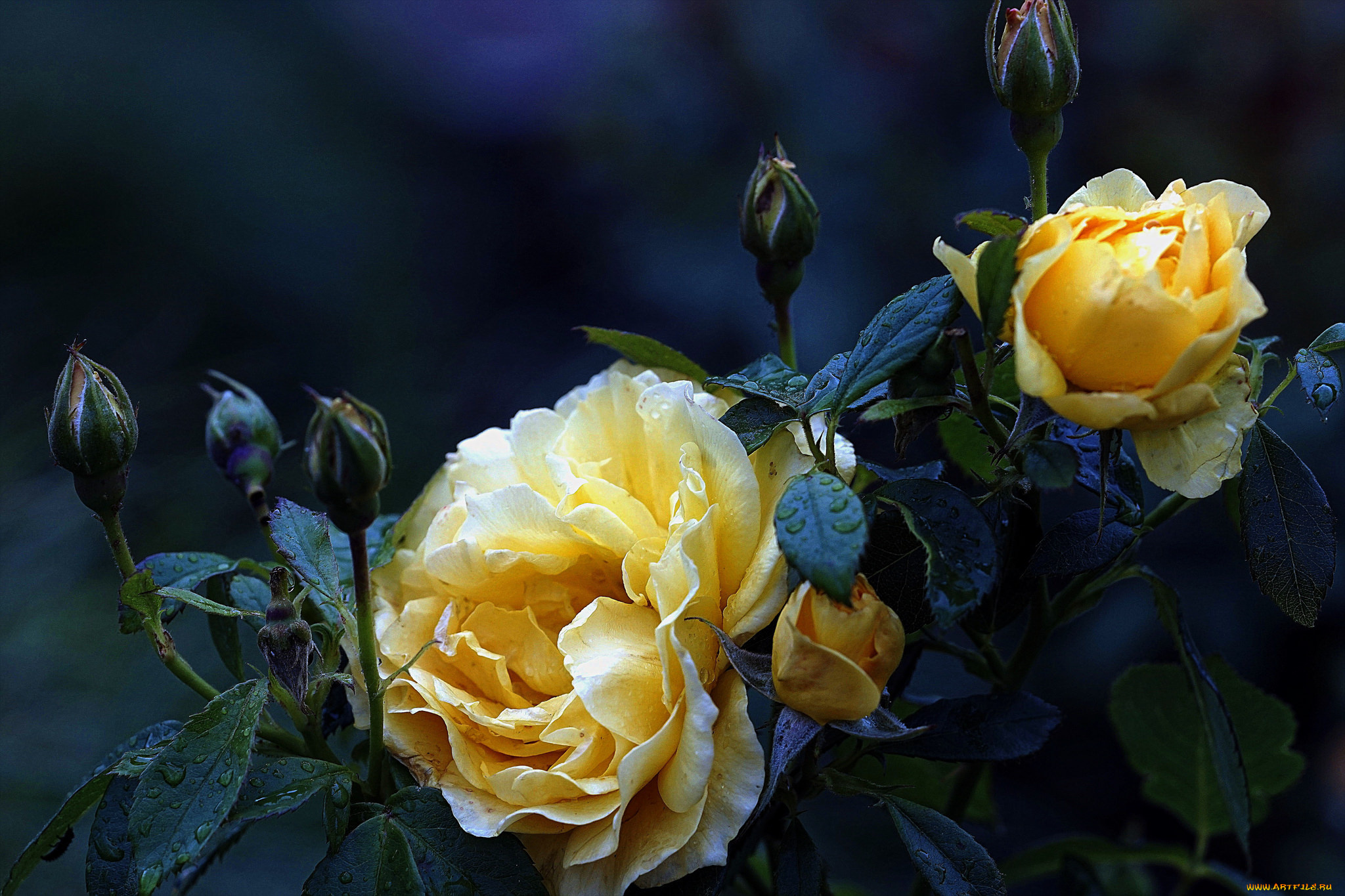 цветы, розы, роза