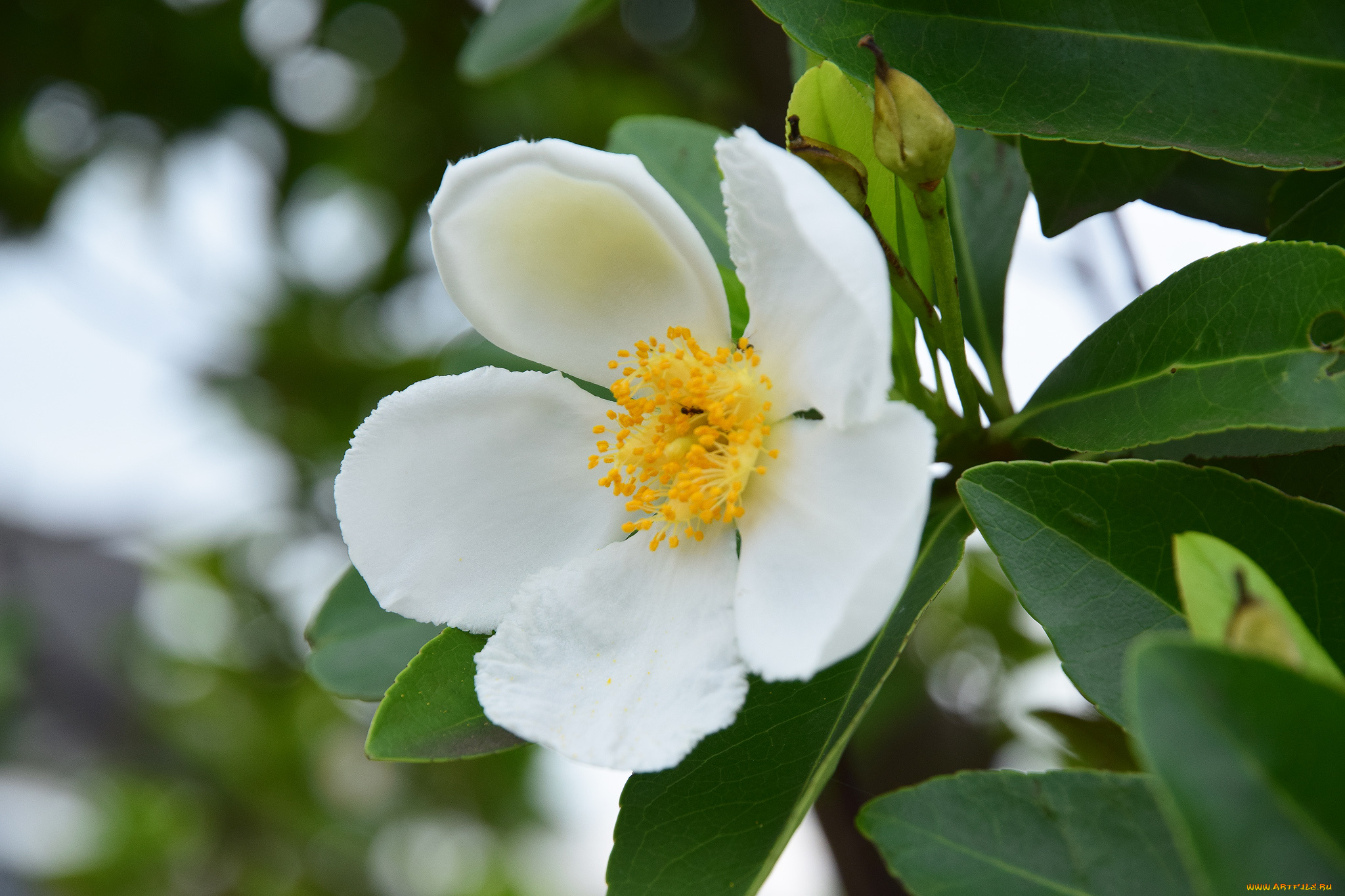 цветы, шиповник, цветение, белый, цветок, листья, ветка